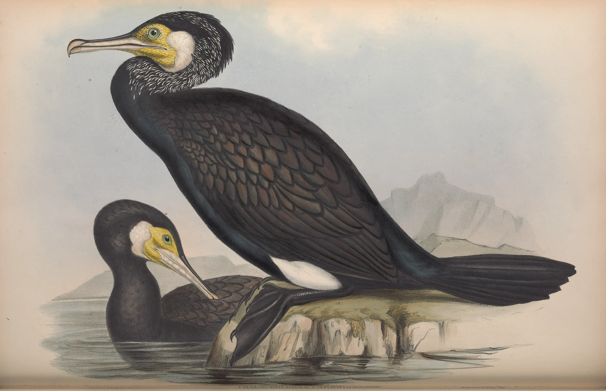 Historical bird plate: Great Cormorant