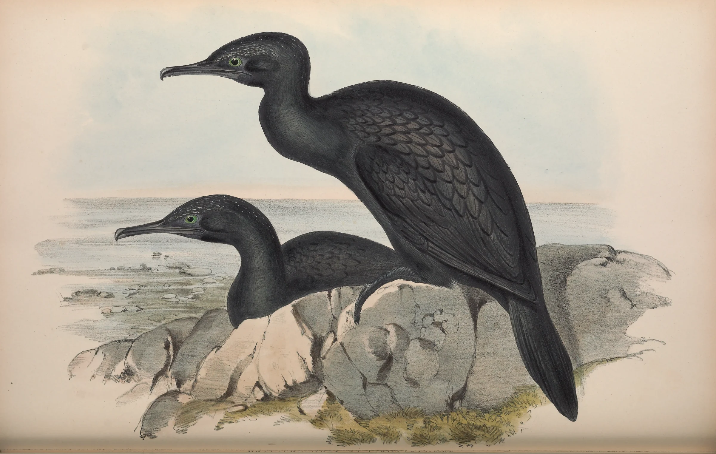 Historical bird plate: Little Black Cormorant