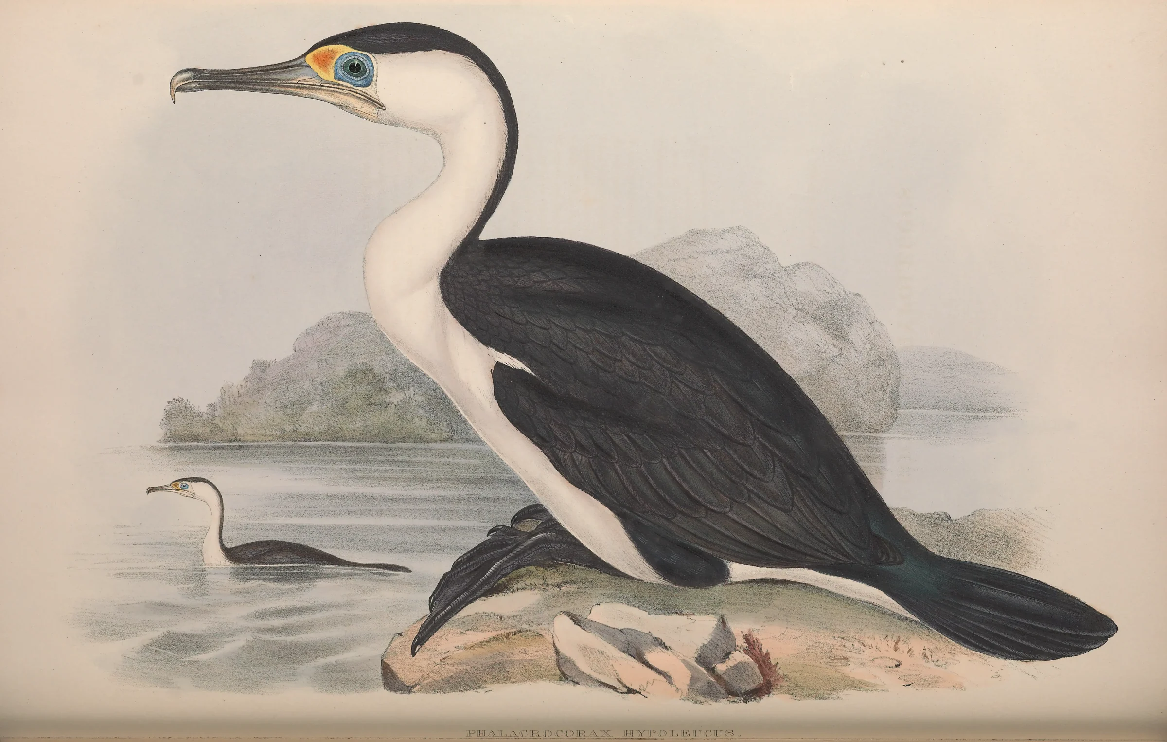 Historical bird plate: Australian Pied Cormorant