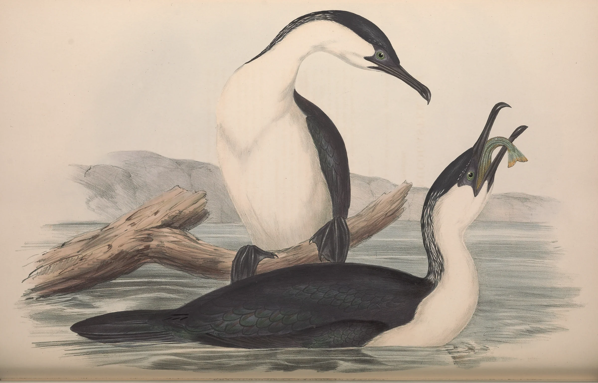 Historical bird plate: Black-faced Cormorant