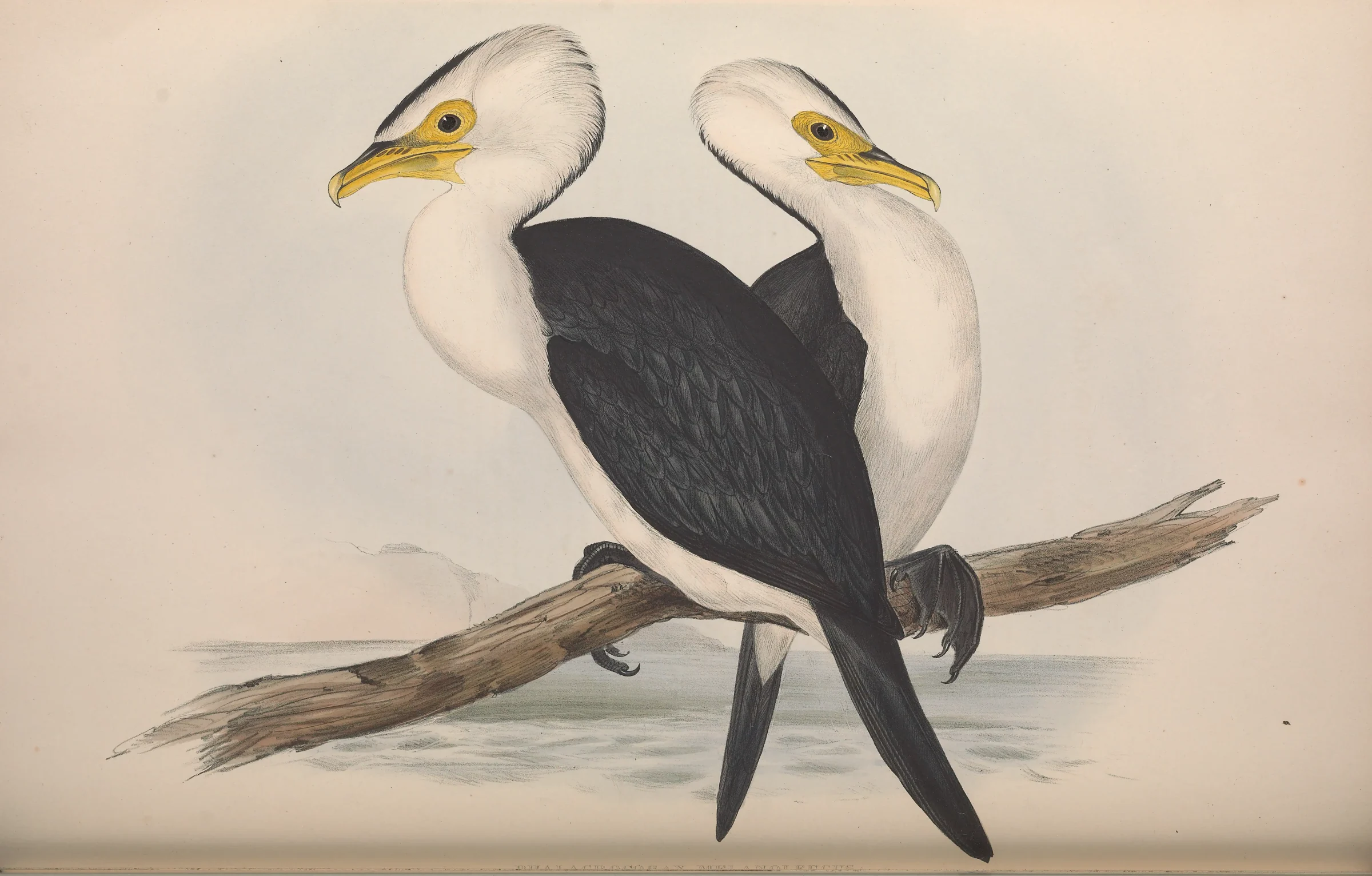 Historical bird plate: Little Pied Cormorant