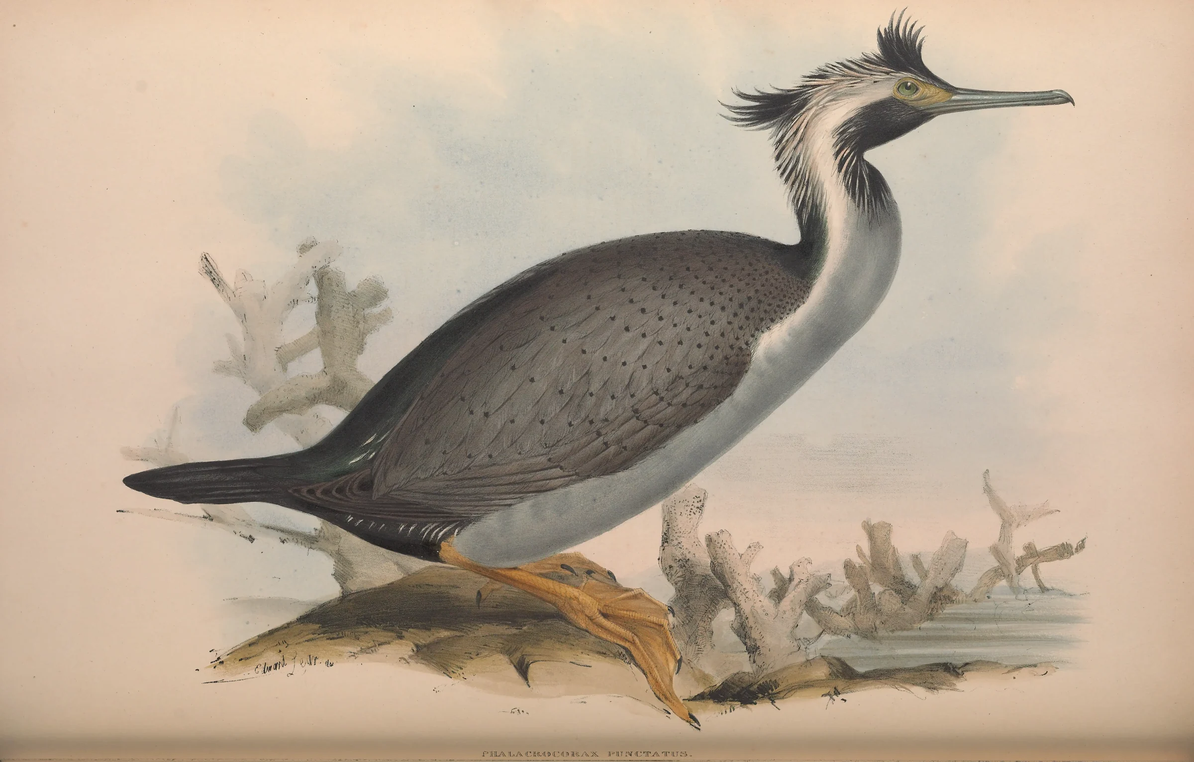 Historical bird plate: Spotted Shag