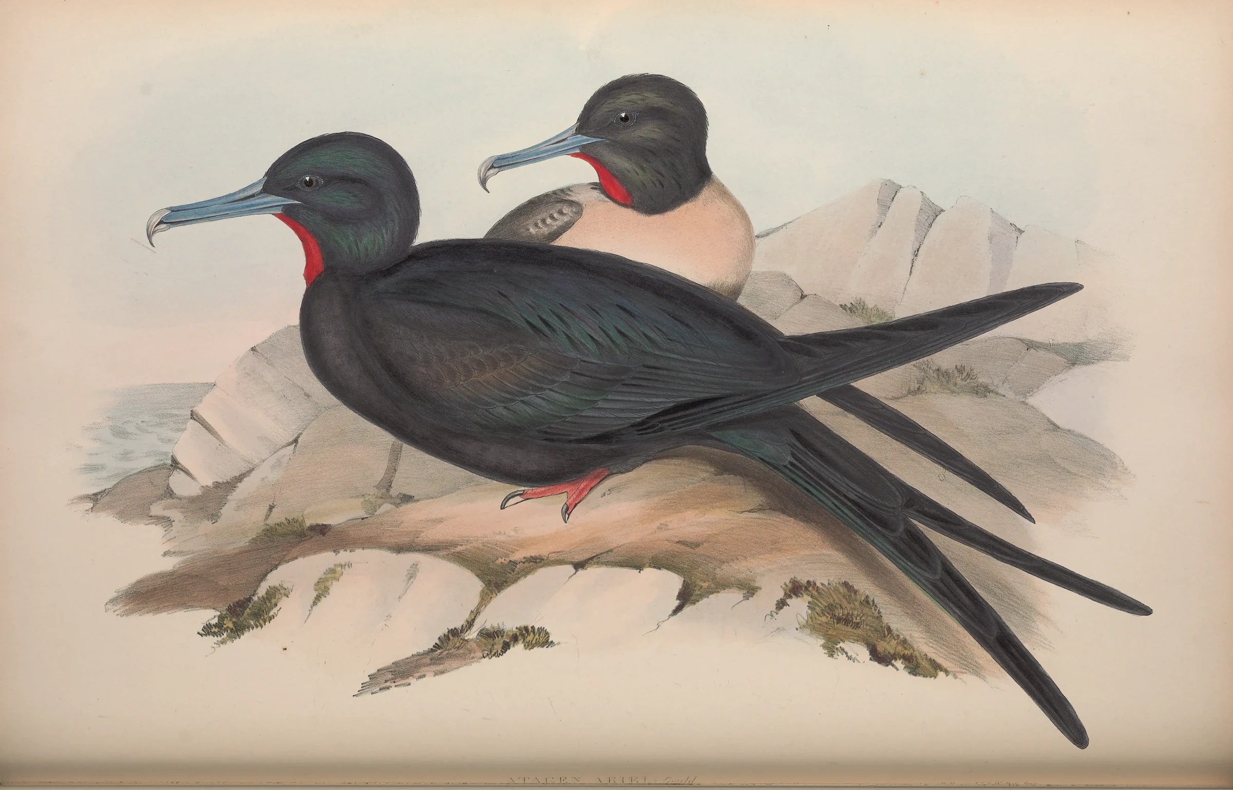 Historical bird plate: Lesser Frigatebird