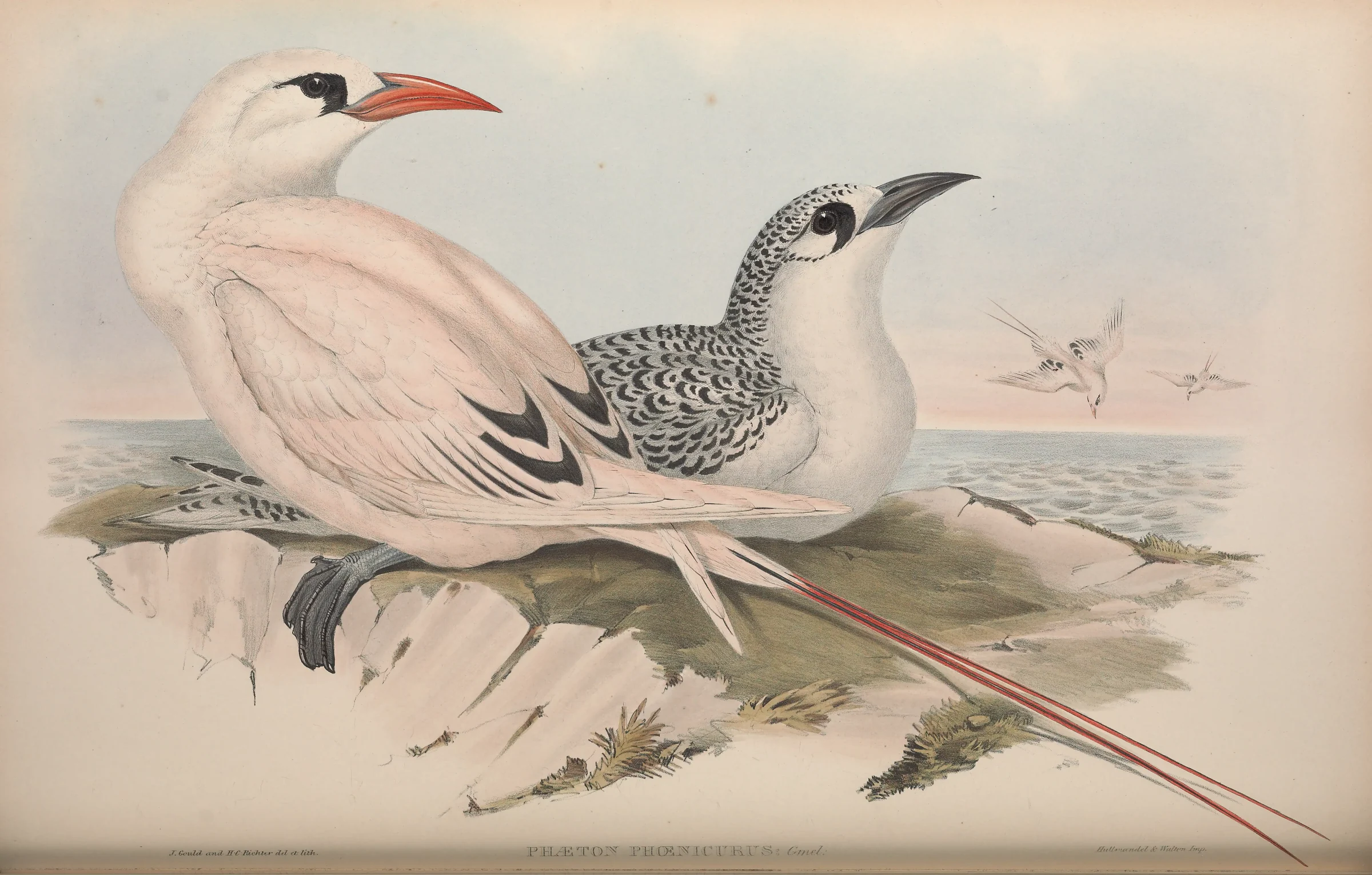 Historical bird plate: Red-tailed Tropicbird