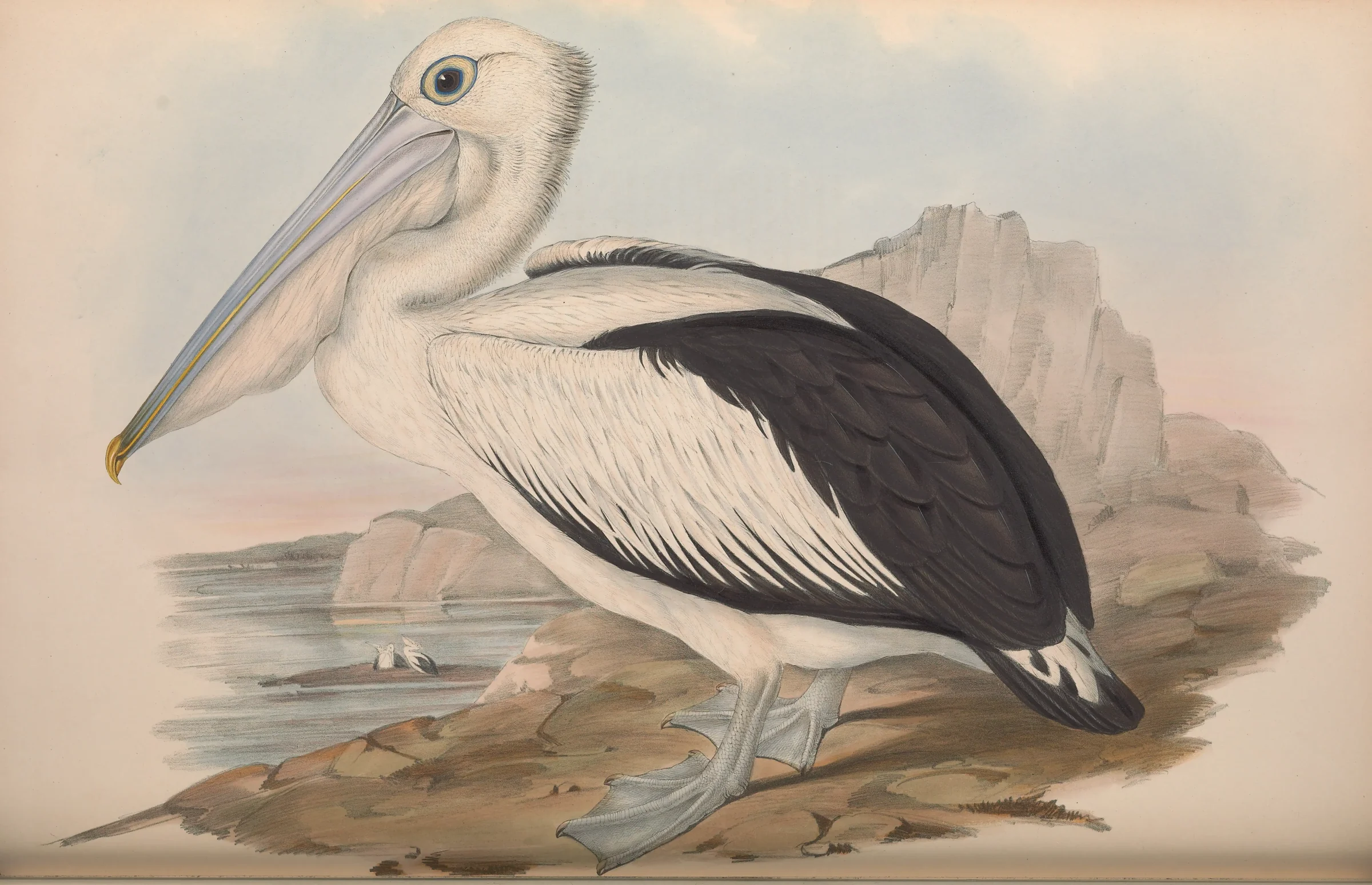 Historical bird plate: Australian Pelican