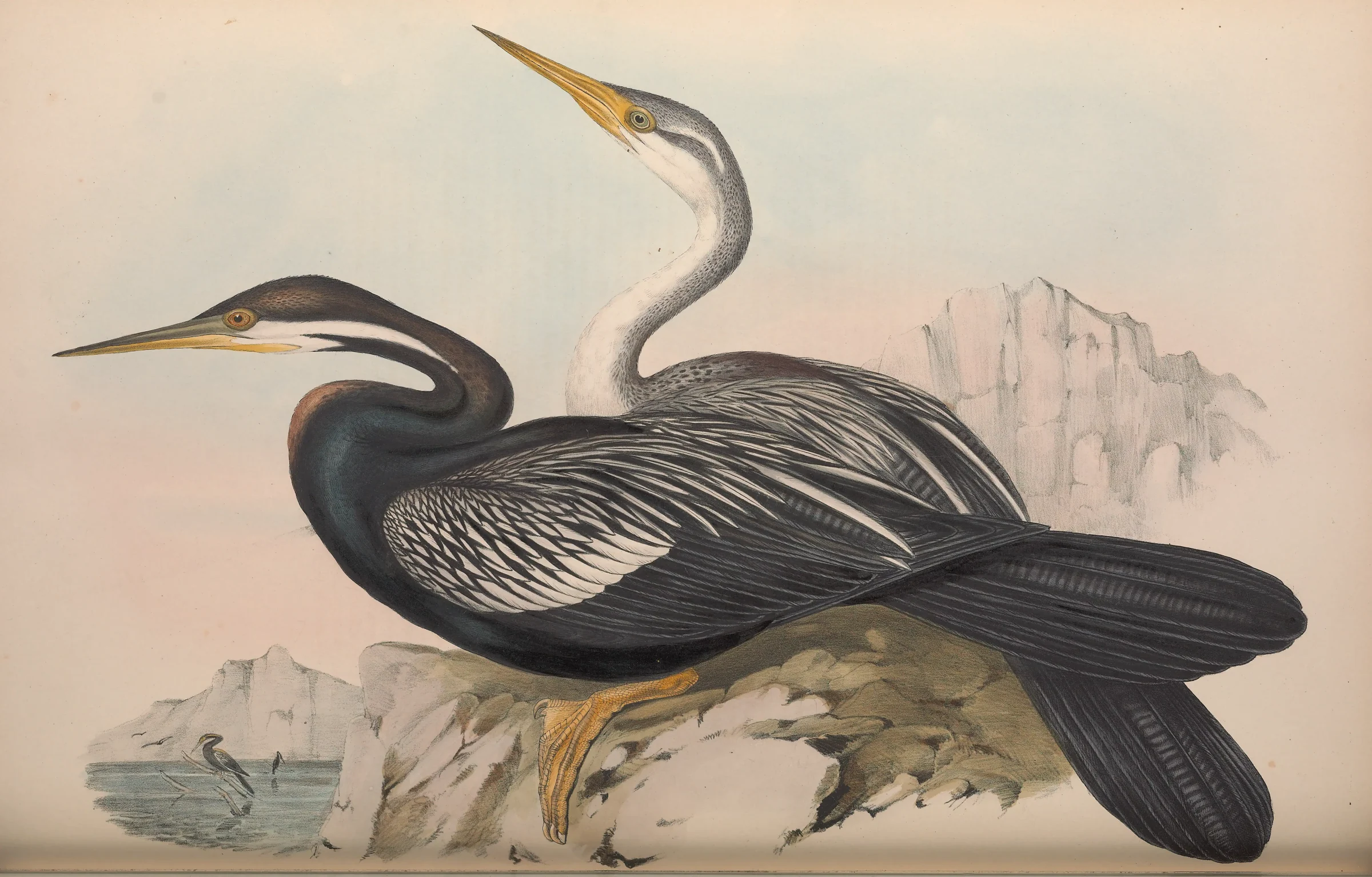 Historical bird plate: Australasian Darter