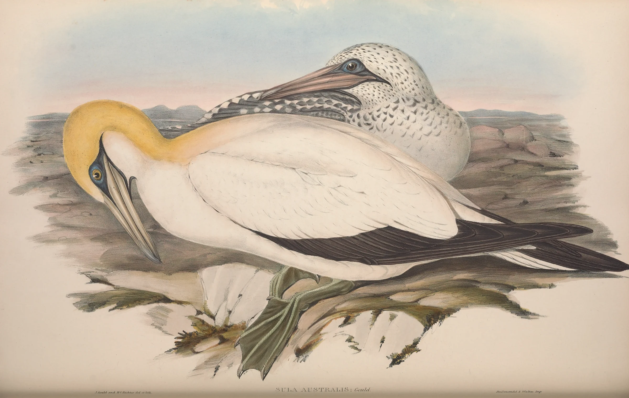 Historical bird plate: Australasian Gannet