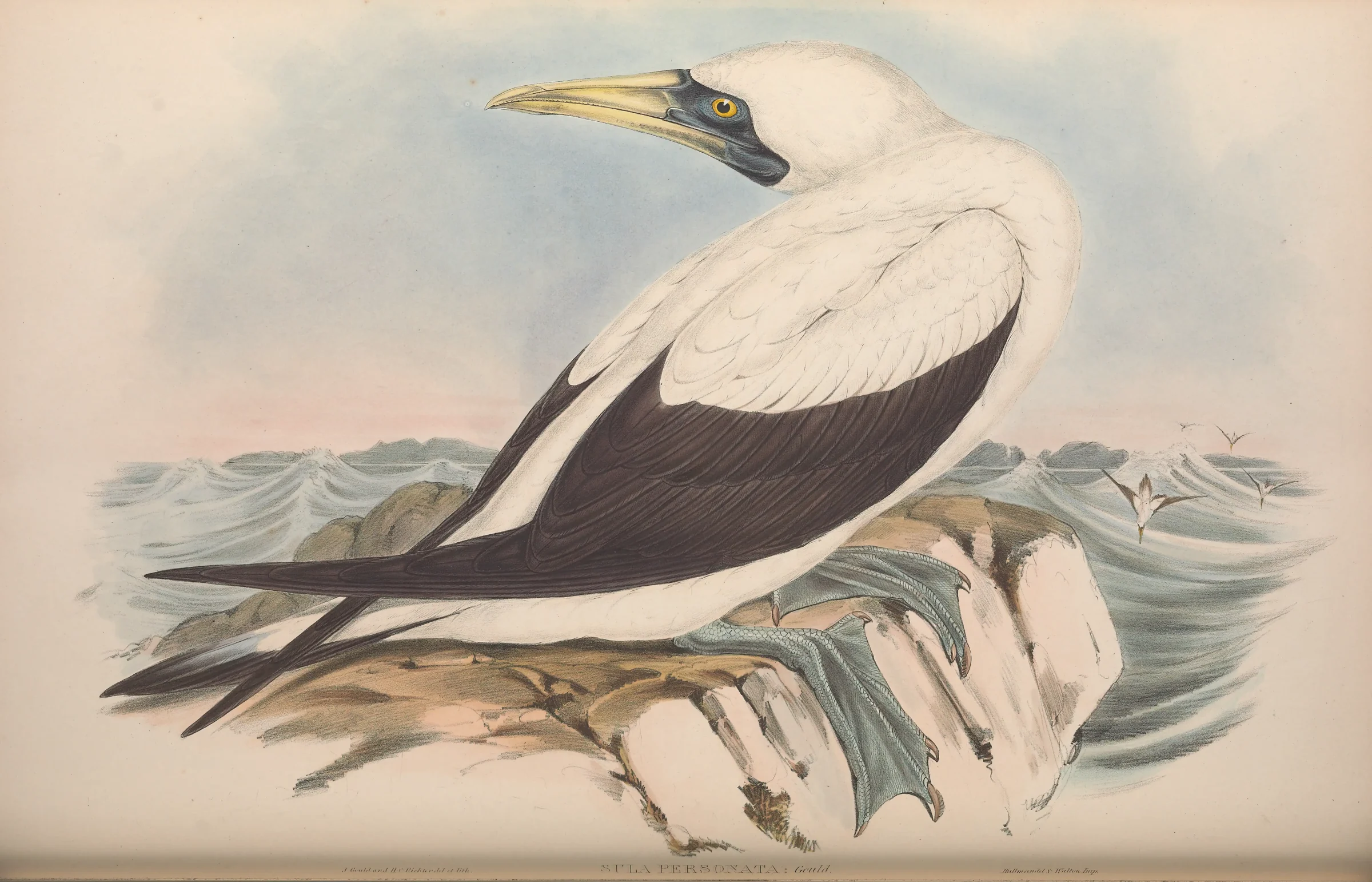Historical bird plate: Masked Booby