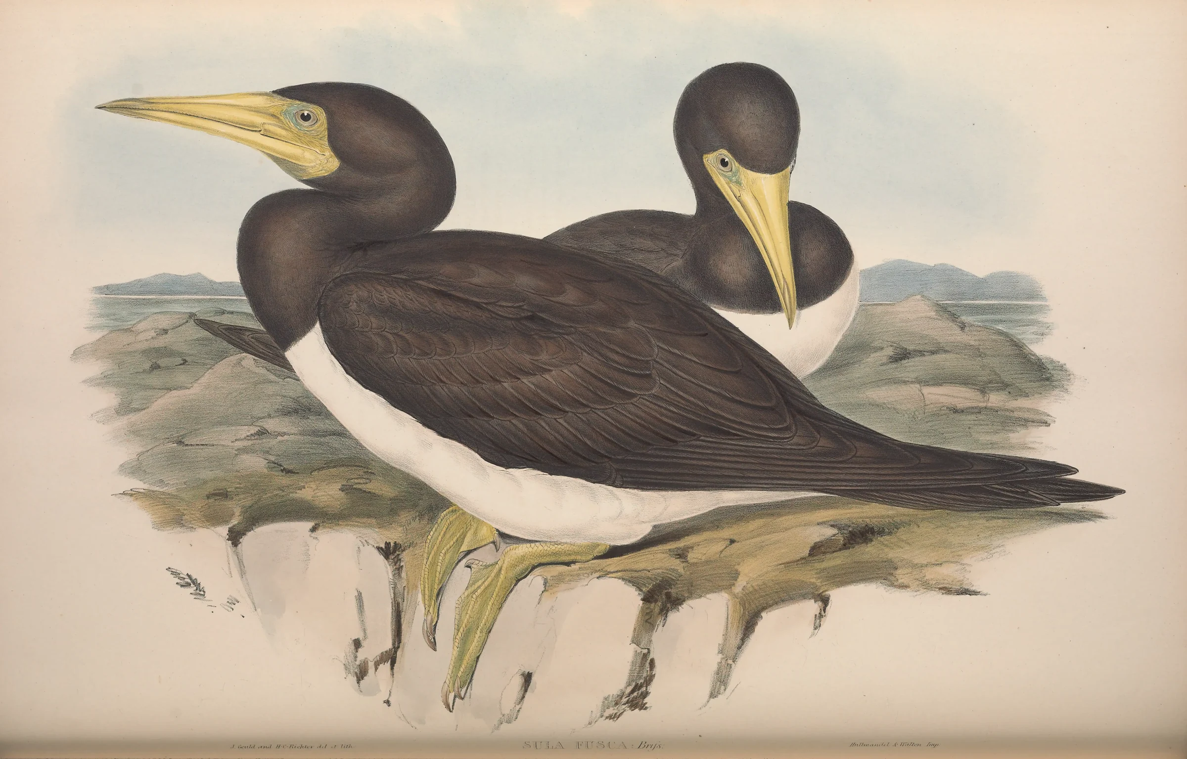 Historical bird plate: Brown Booby