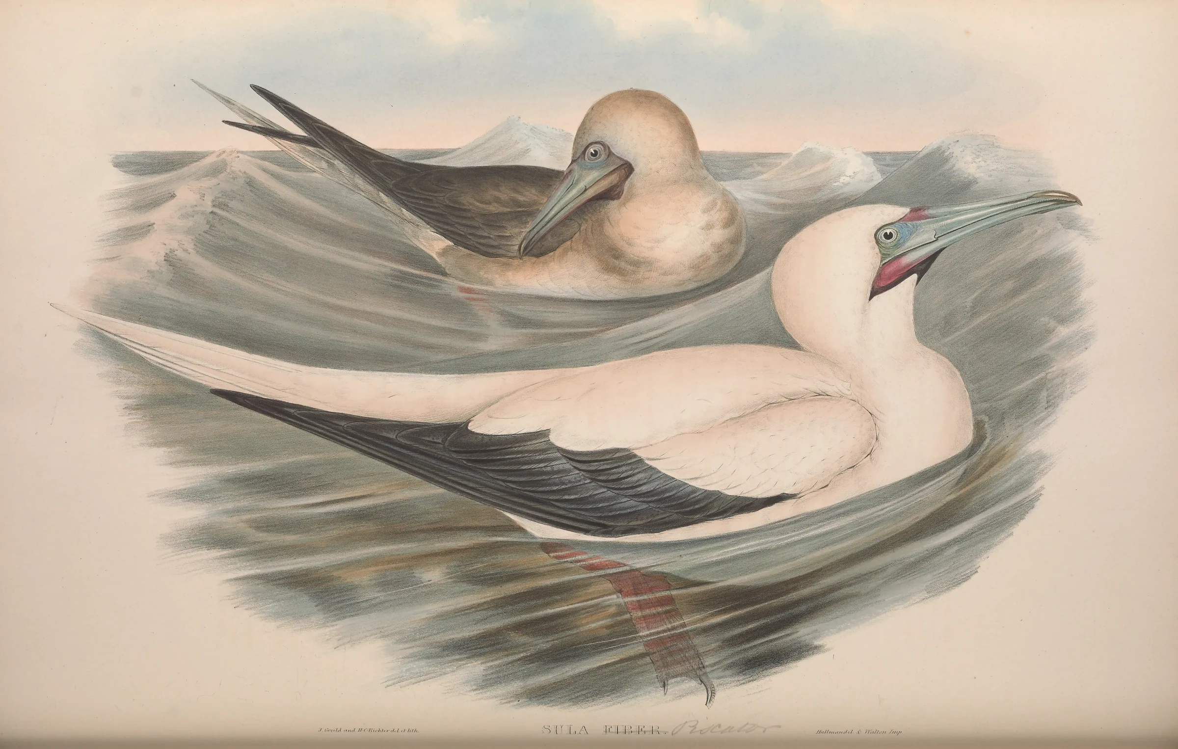 Historical bird plate: Red-footed Booby