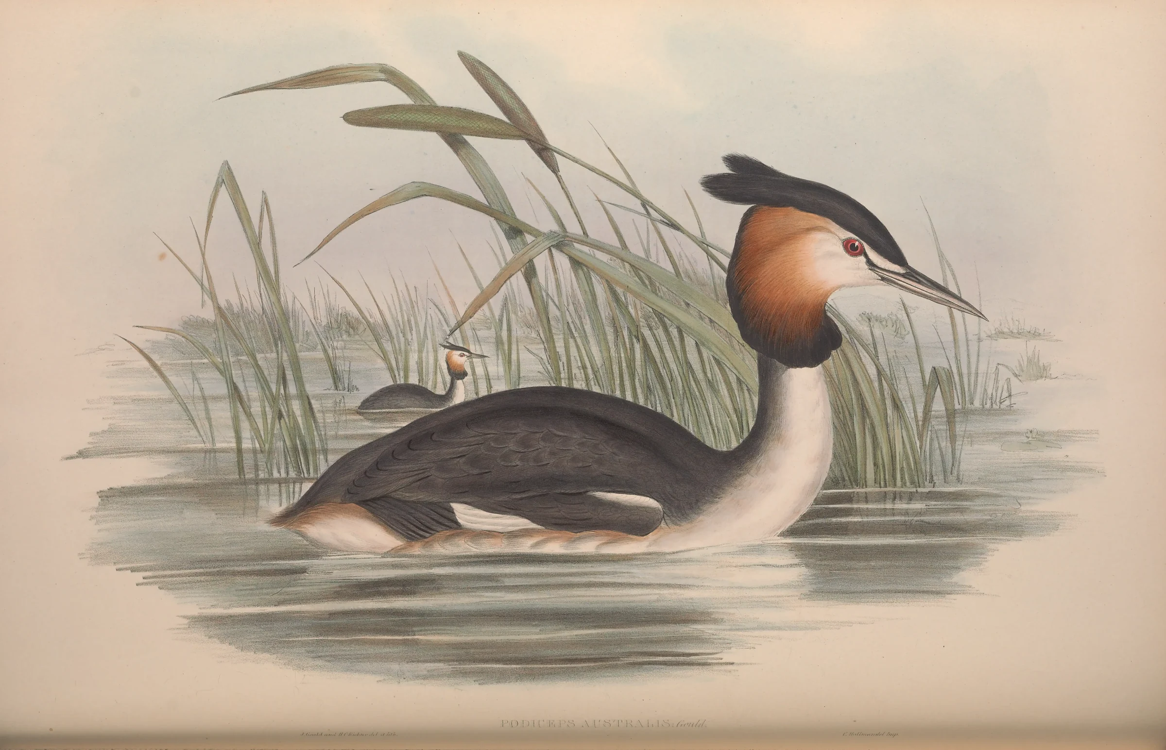 Historical bird plate: Great Crested Grebe