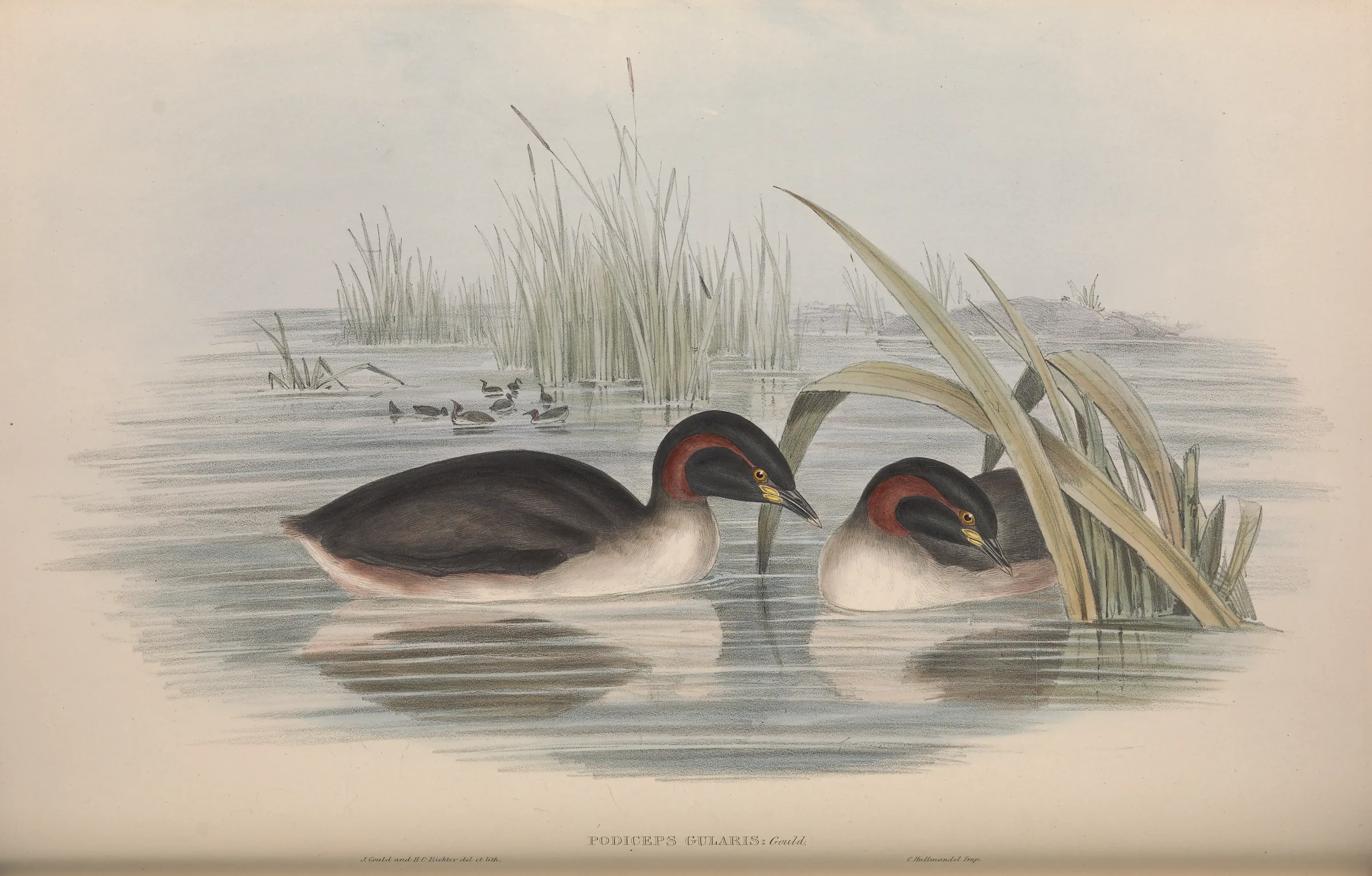 Historical bird plate: Australasian Grebe