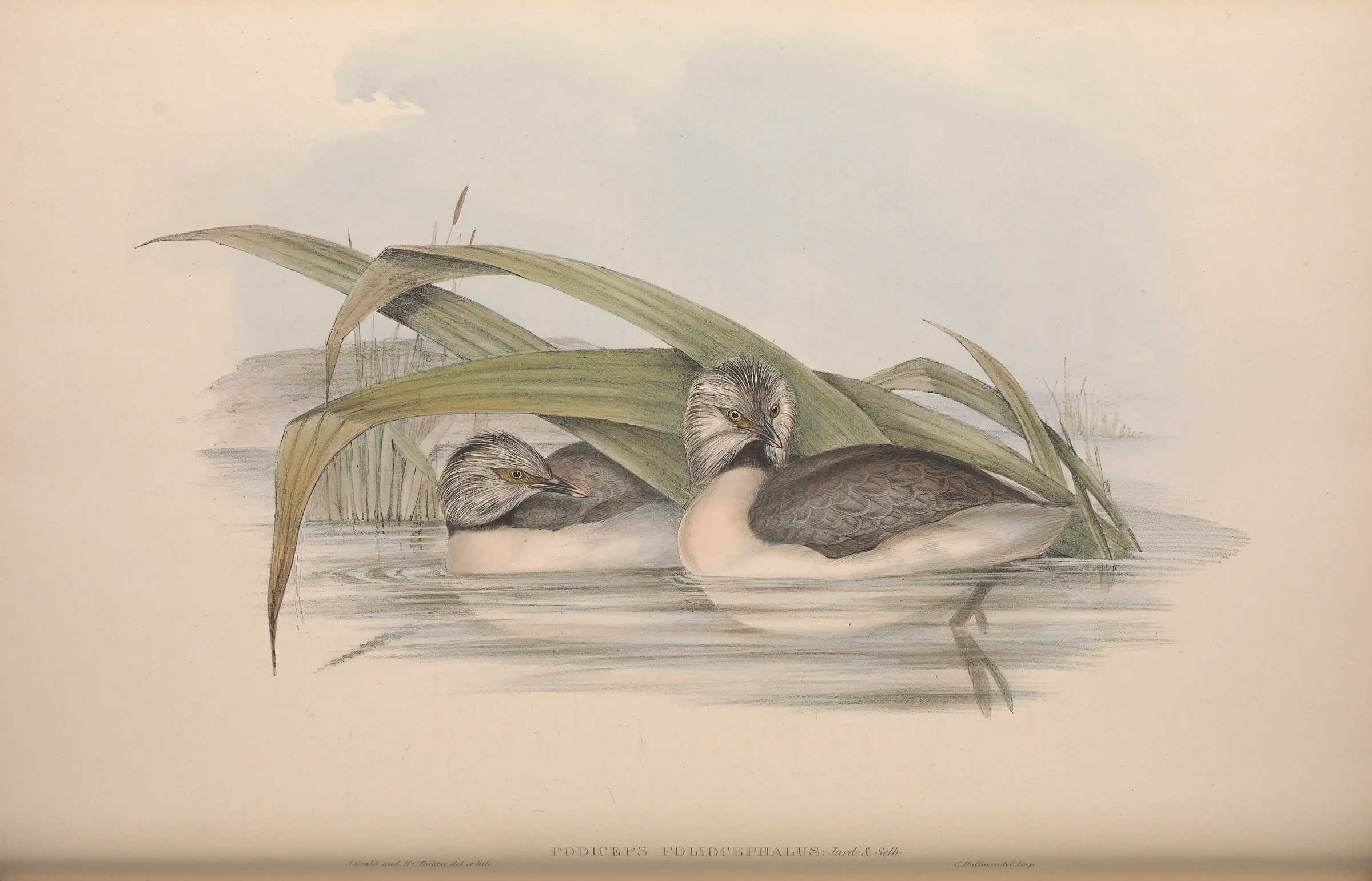 Historical bird plate: Hoary-headed Grebe