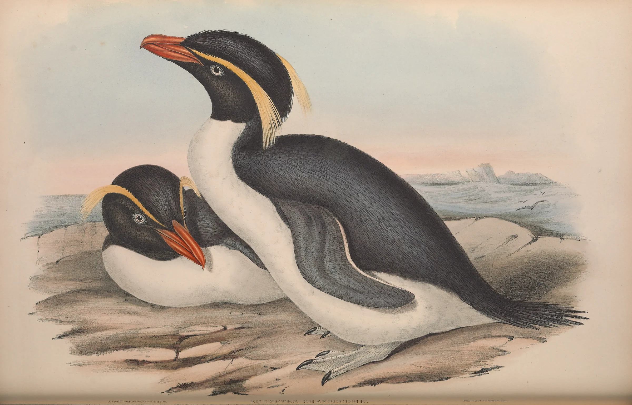 Historical bird plate: Eastern Rockhopper Penguin