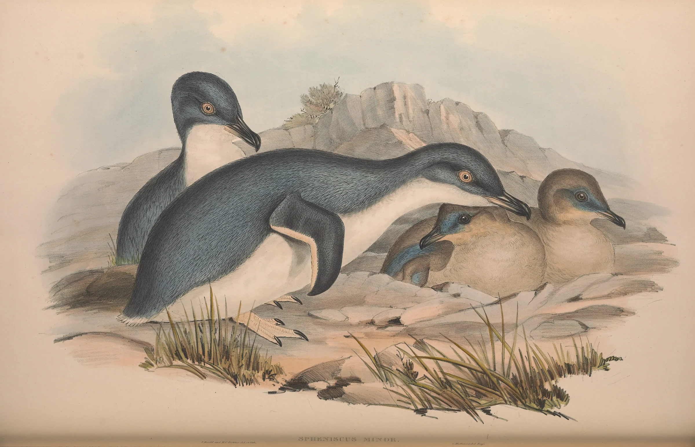 Historical bird plate: Little Penguin
