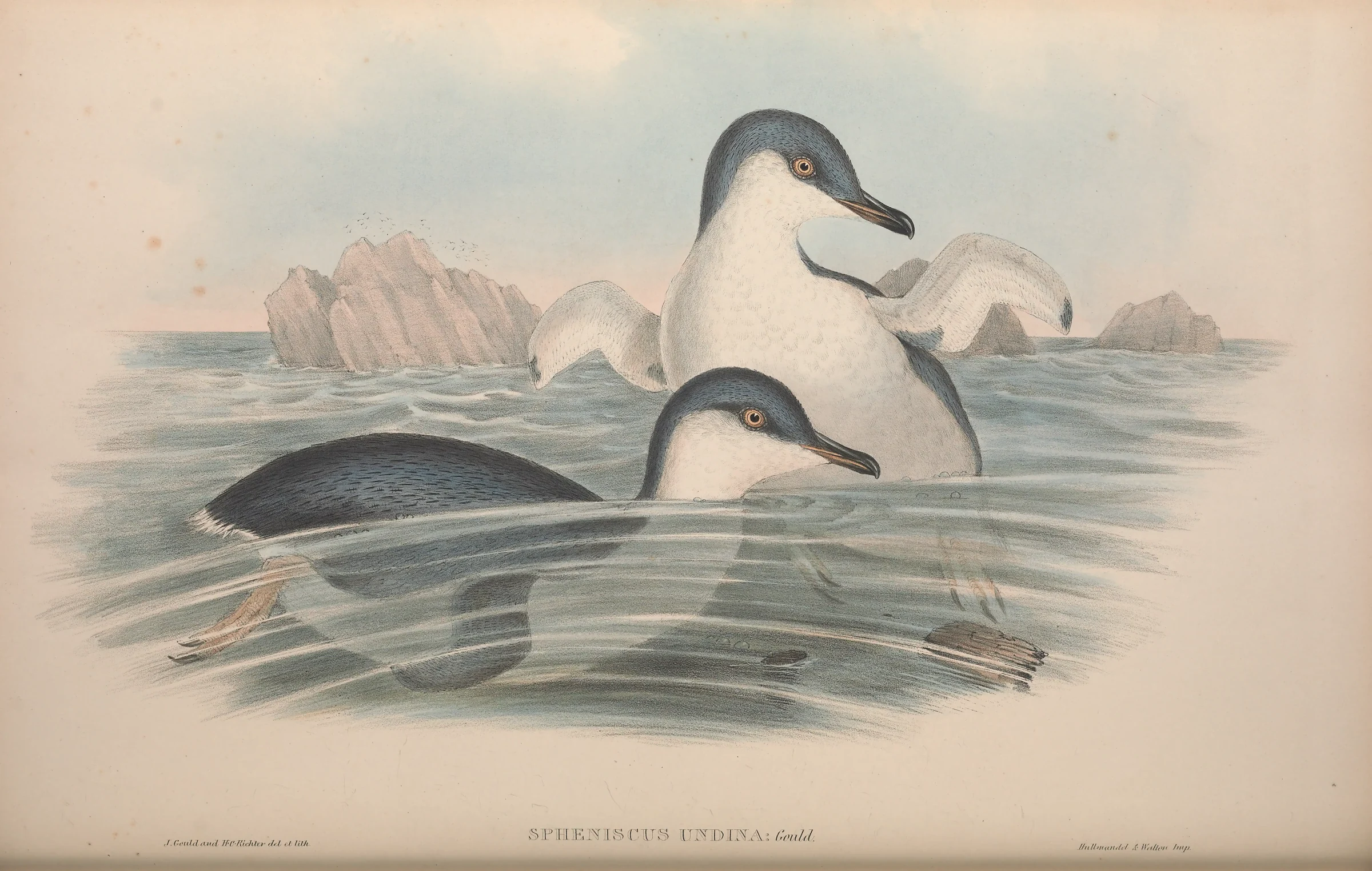 Historical bird plate: Little Penguin