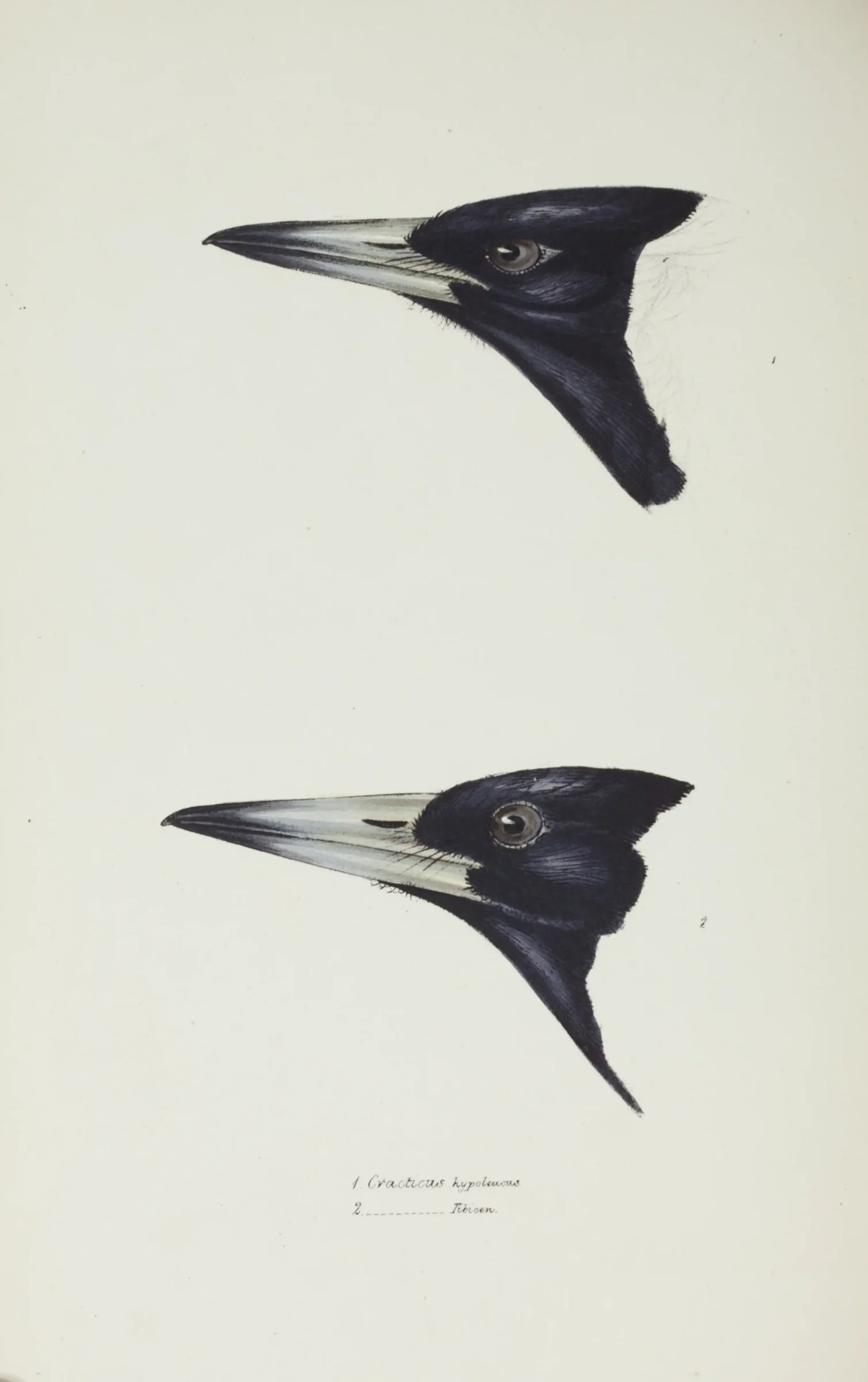 Historical bird plate: Australian Magpie