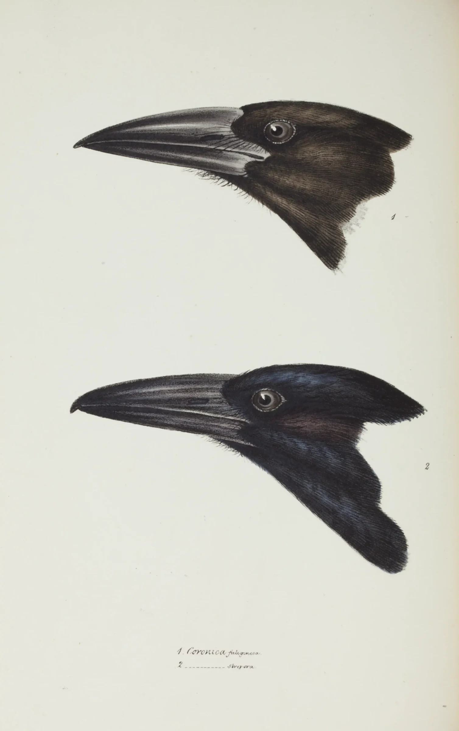 Historical bird plate: Black Currawong