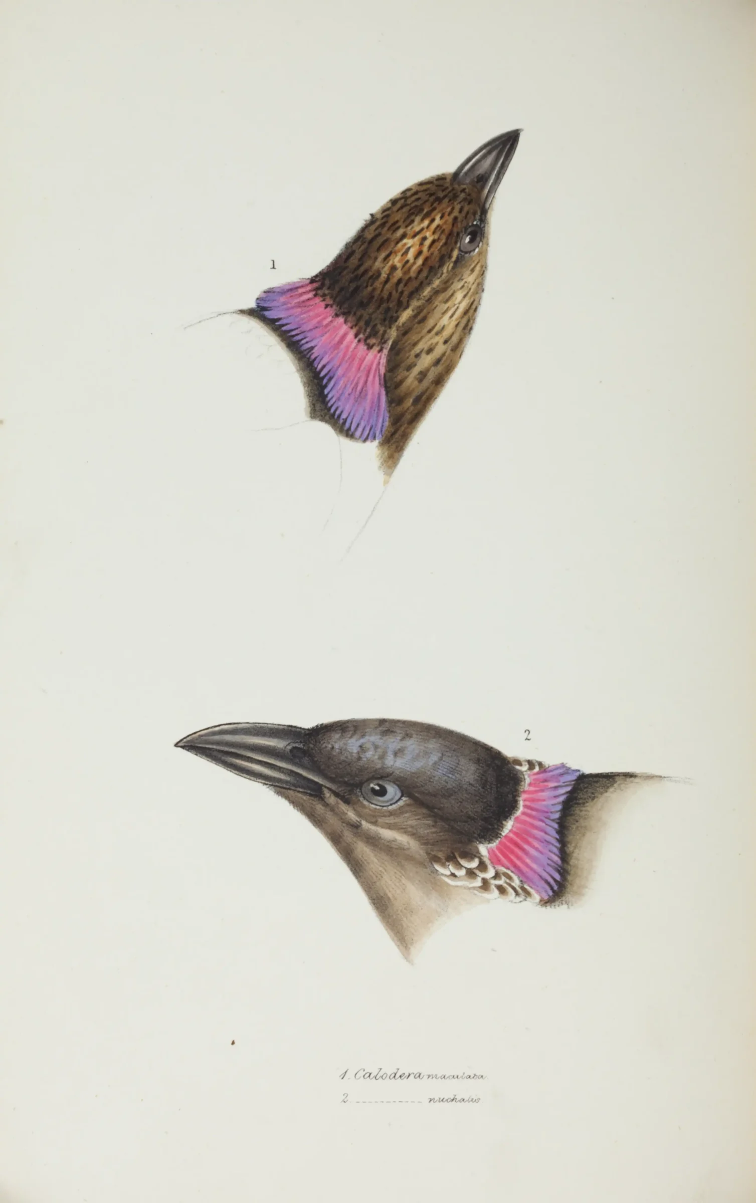 Historical bird plate: Great Bowerbird