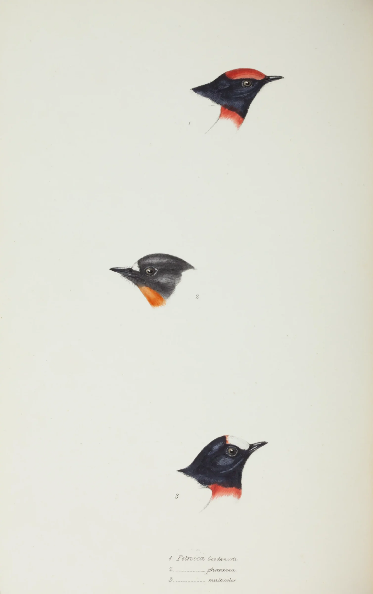 Historical bird plate: Flame Robin