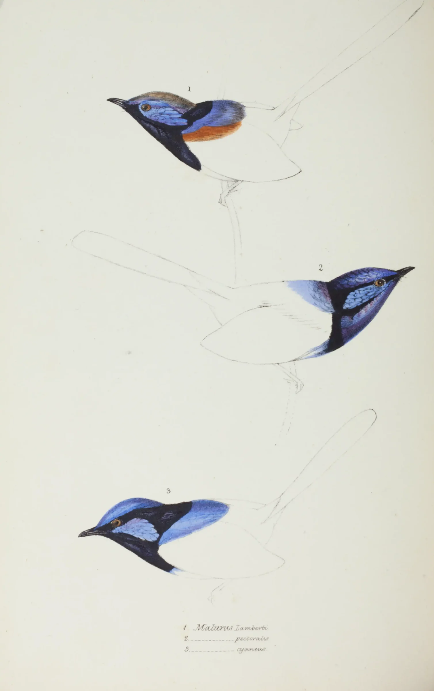 Historical bird plate: Splendid Fairywren