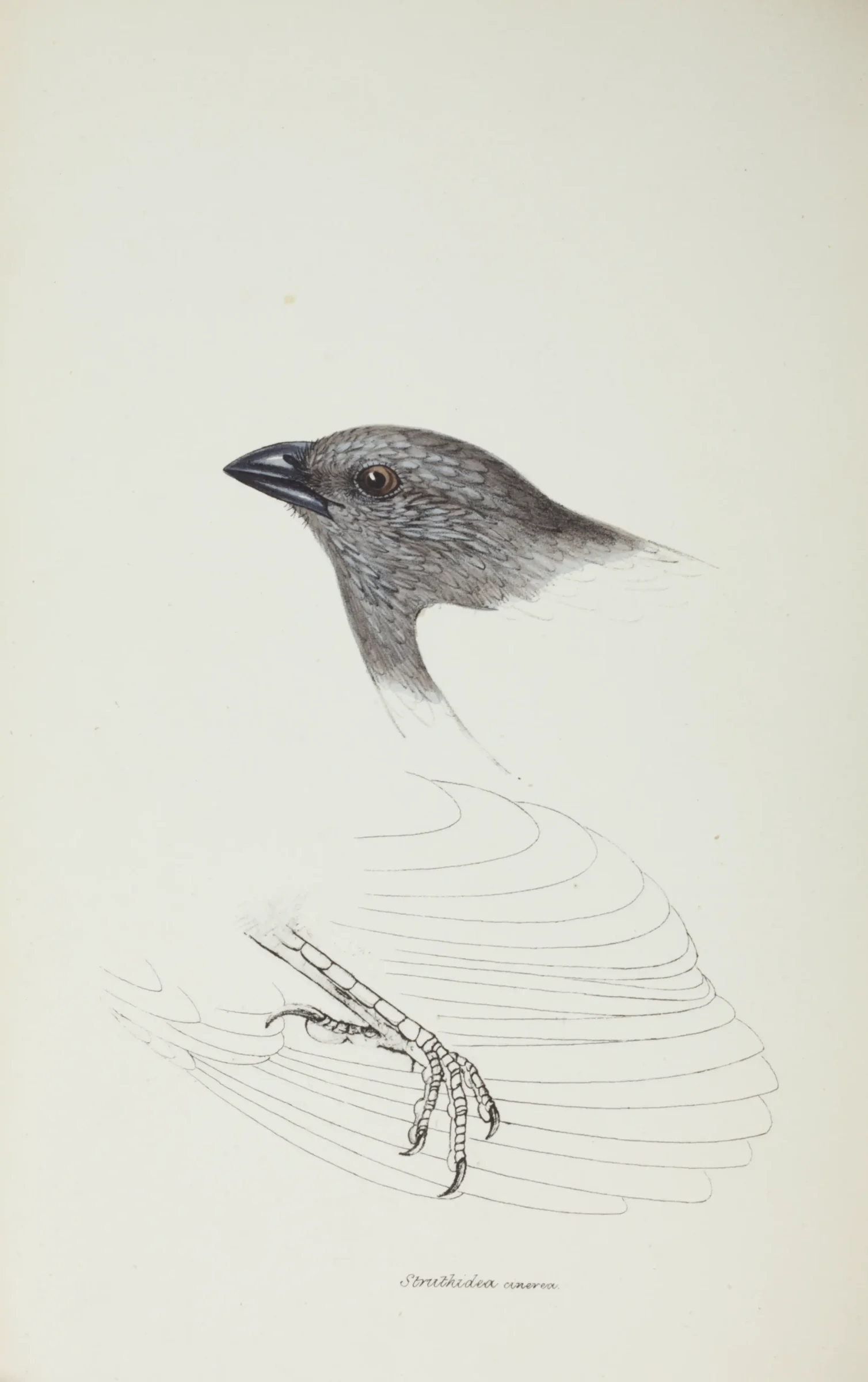 Historical bird plate: Apostlebird
