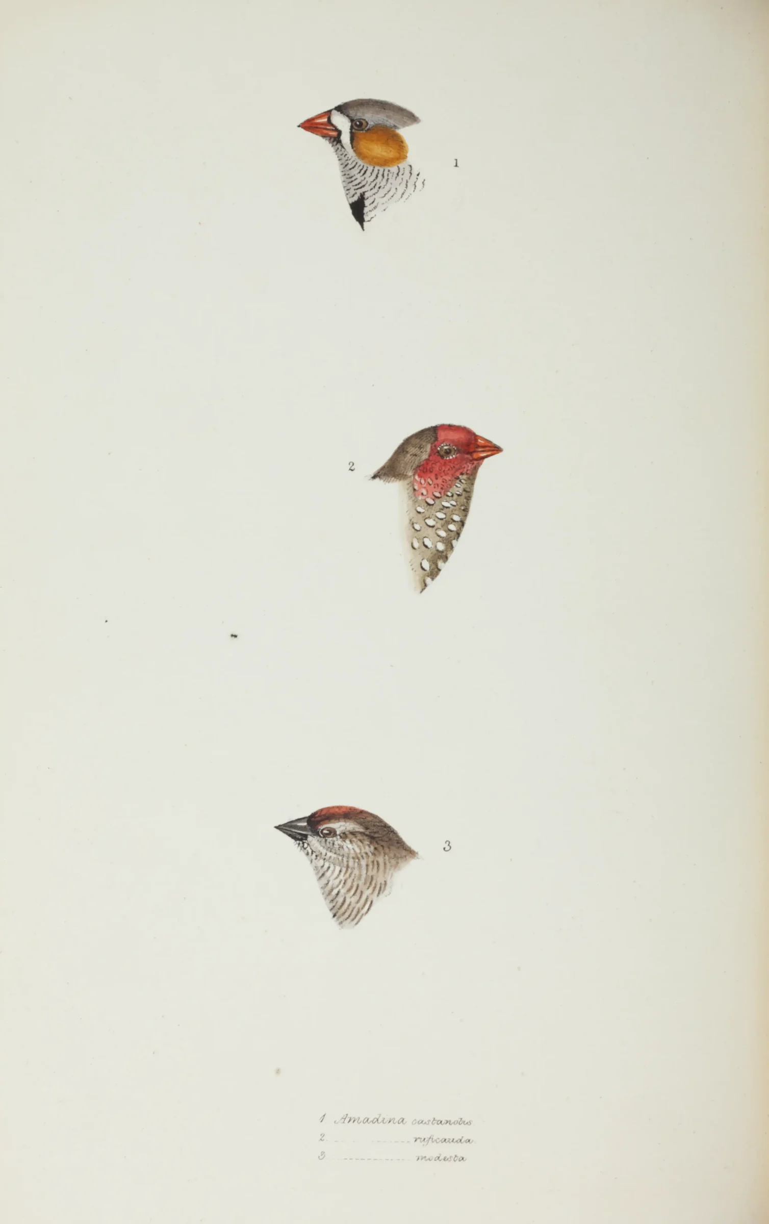 Historical bird plate: Plum-headed Finch
