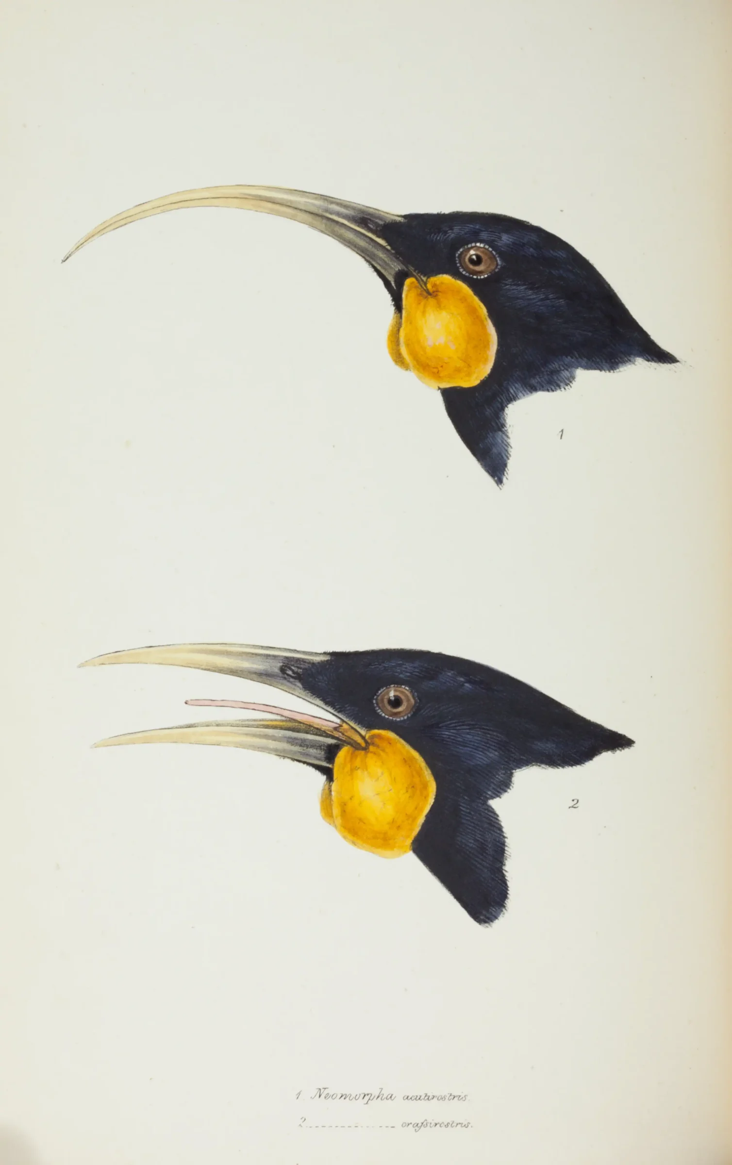 Historical bird plate: Huia