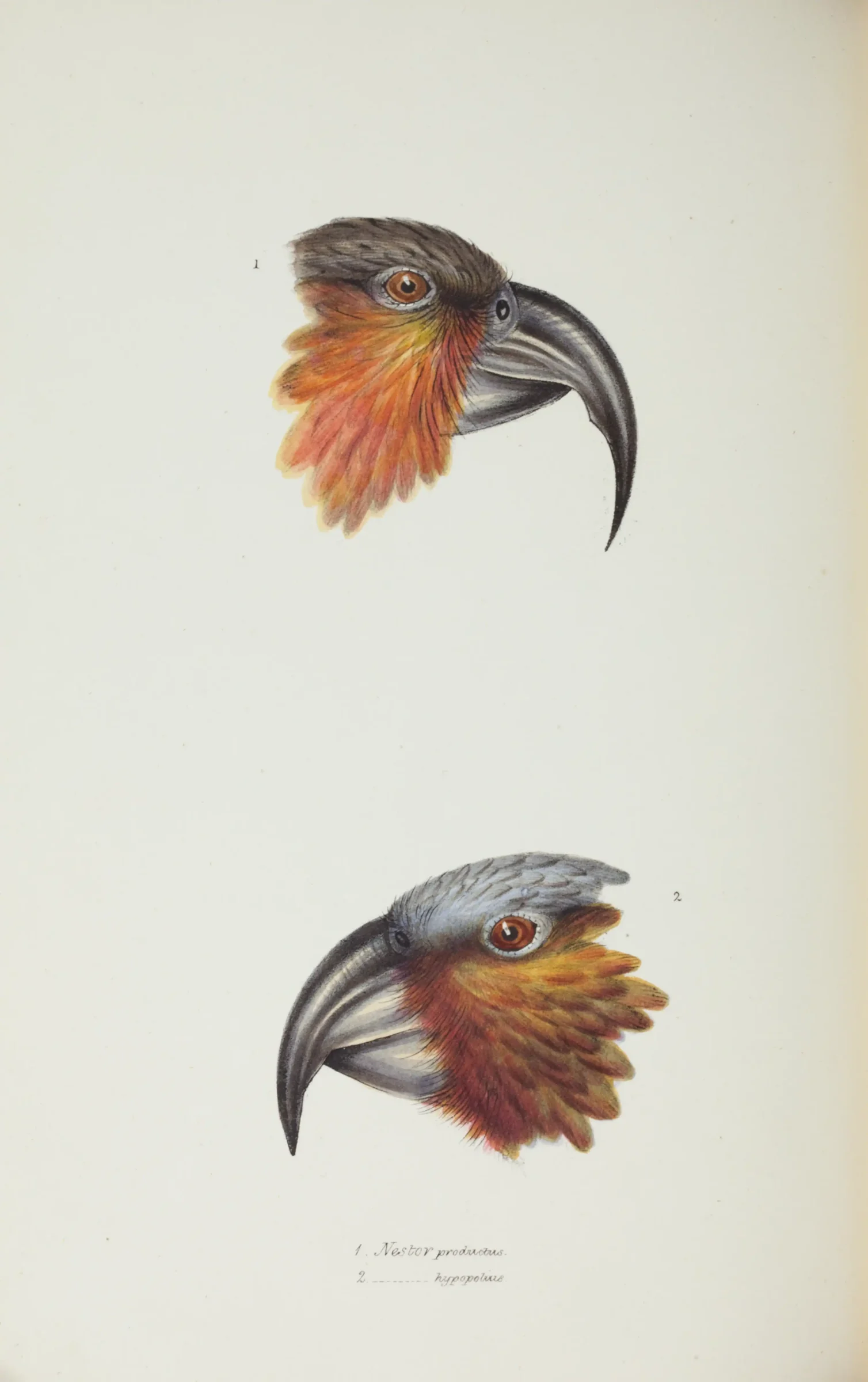 Historical bird plate: New Zealand Kaka