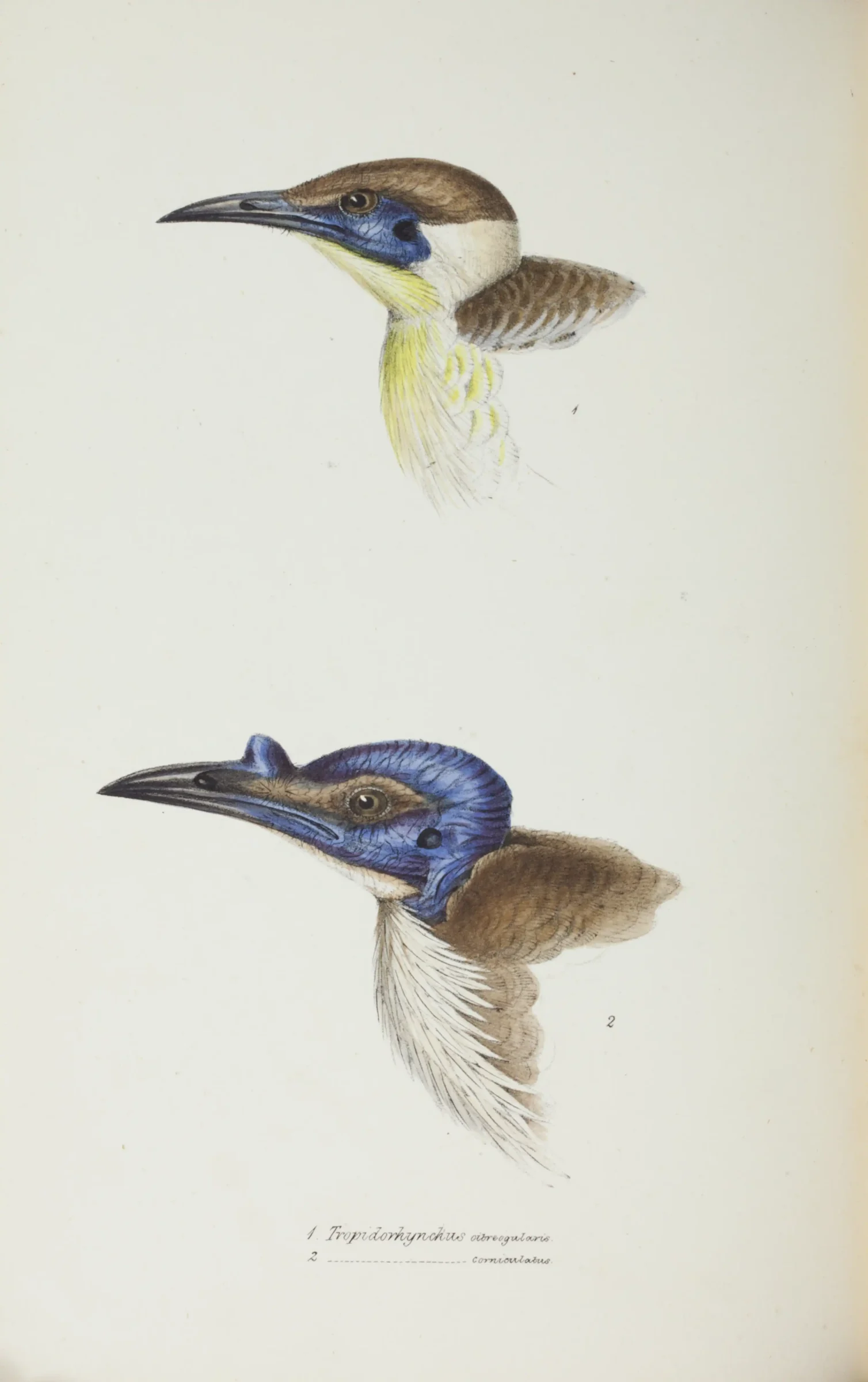 Historical bird plate: Little Friarbird