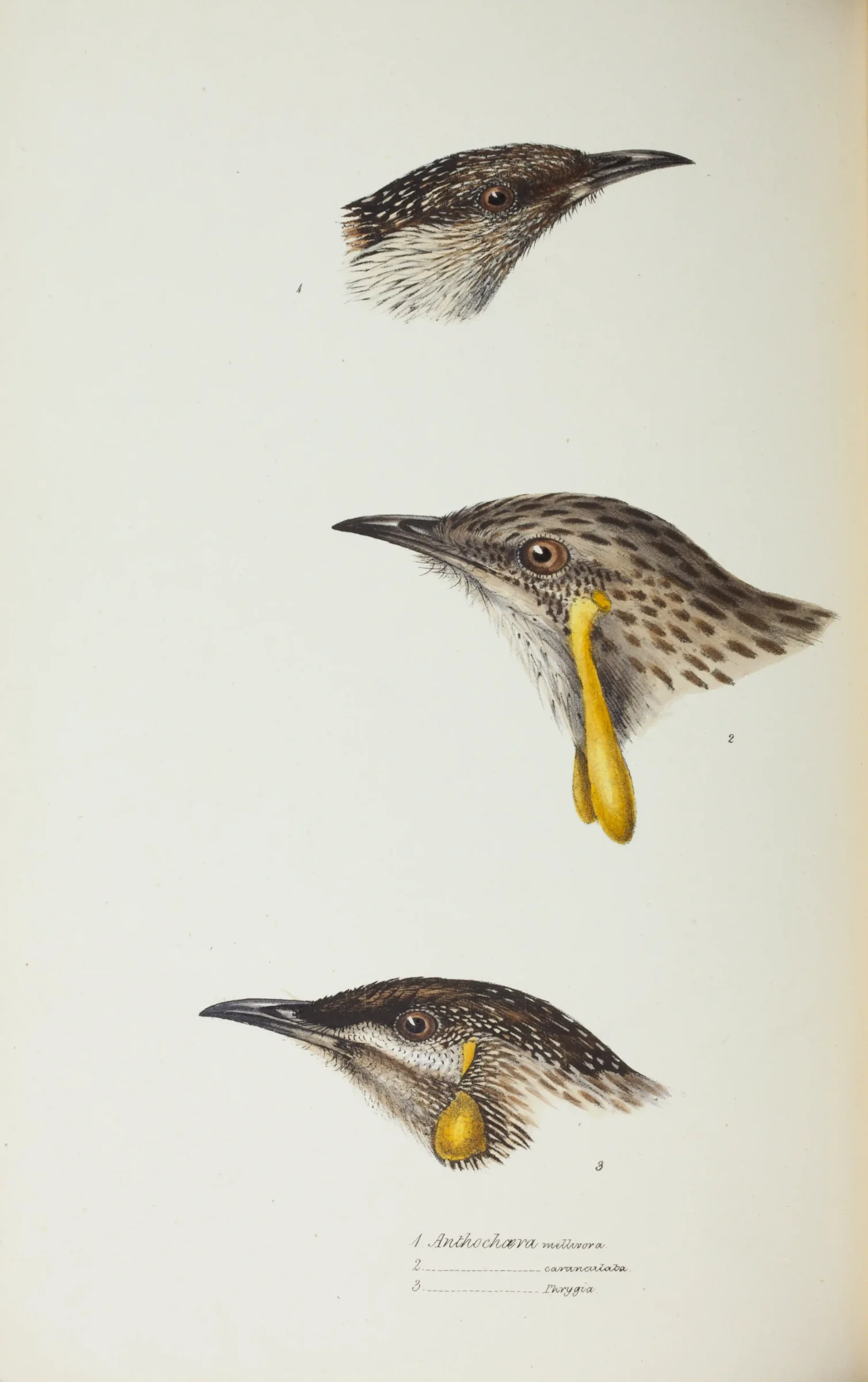 Historical bird plate: Lewin's Honeyeater