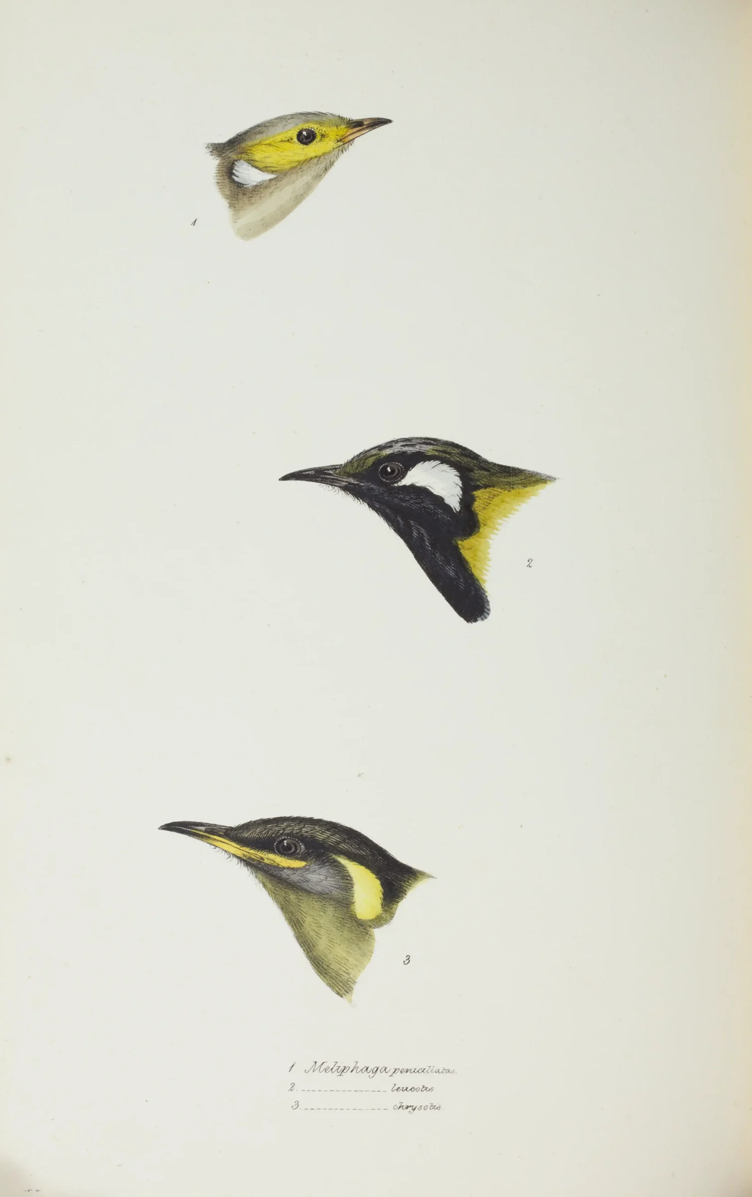 Historical bird plate: White-eared Honeyeater