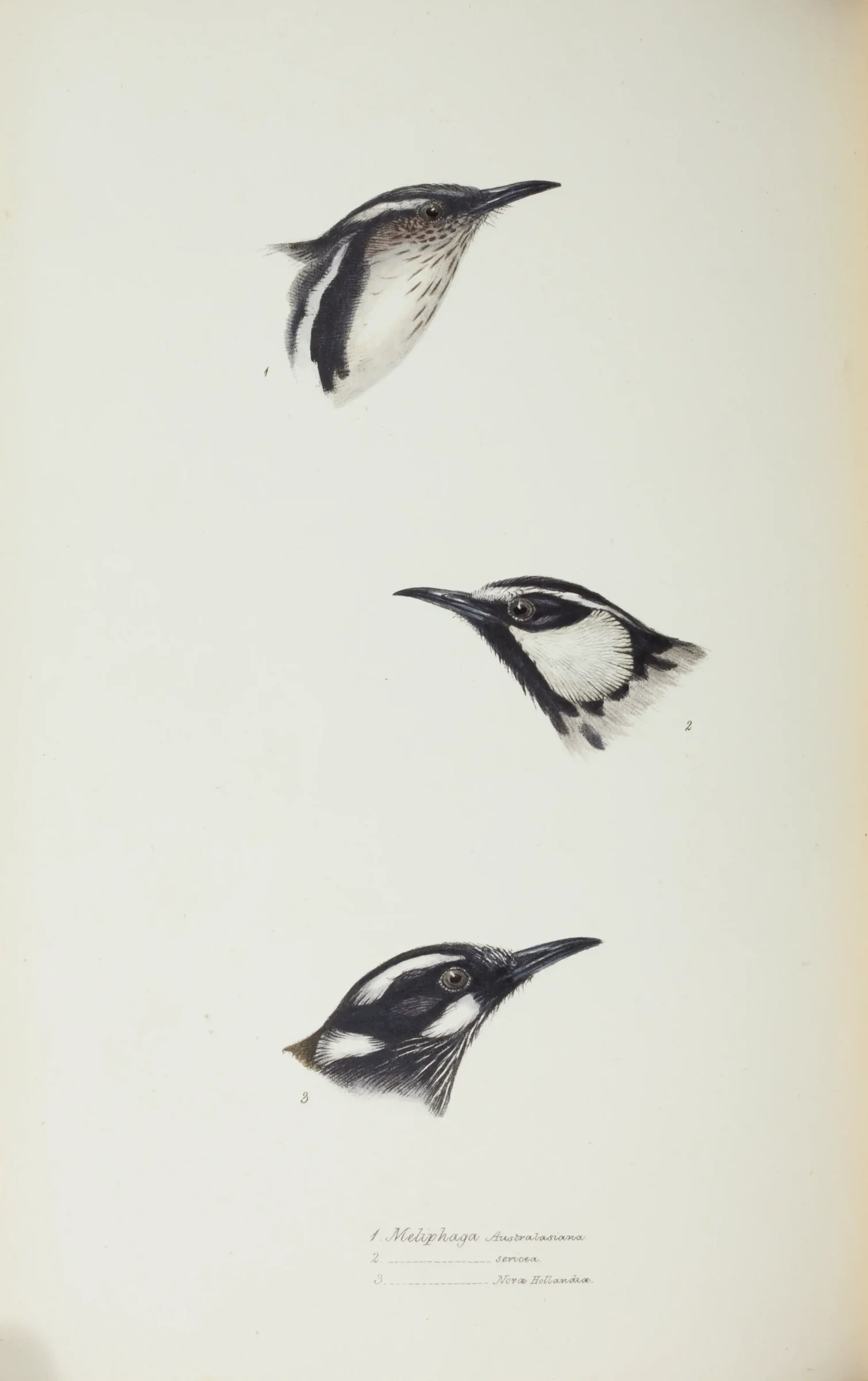 Historical bird plate: Crescent Honeyeater