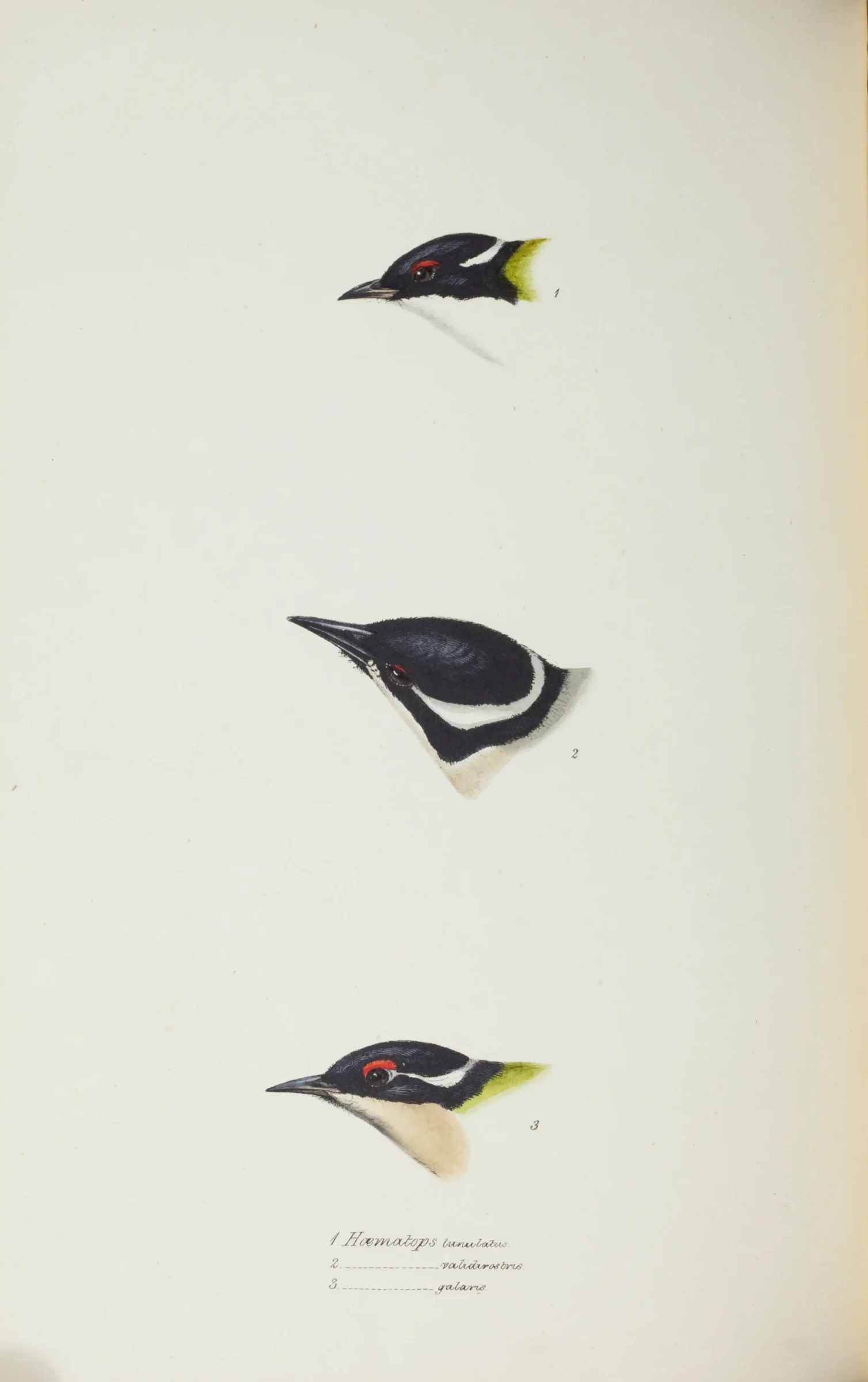 Historical bird plate: Pied Oystercatcher