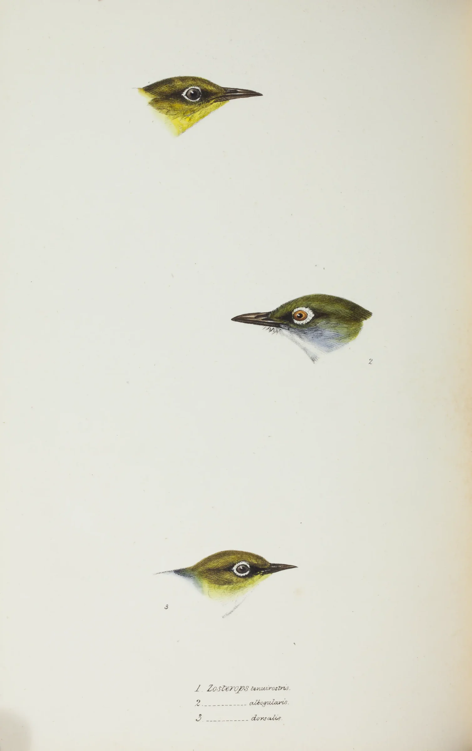 Historical bird plate: Silvereye