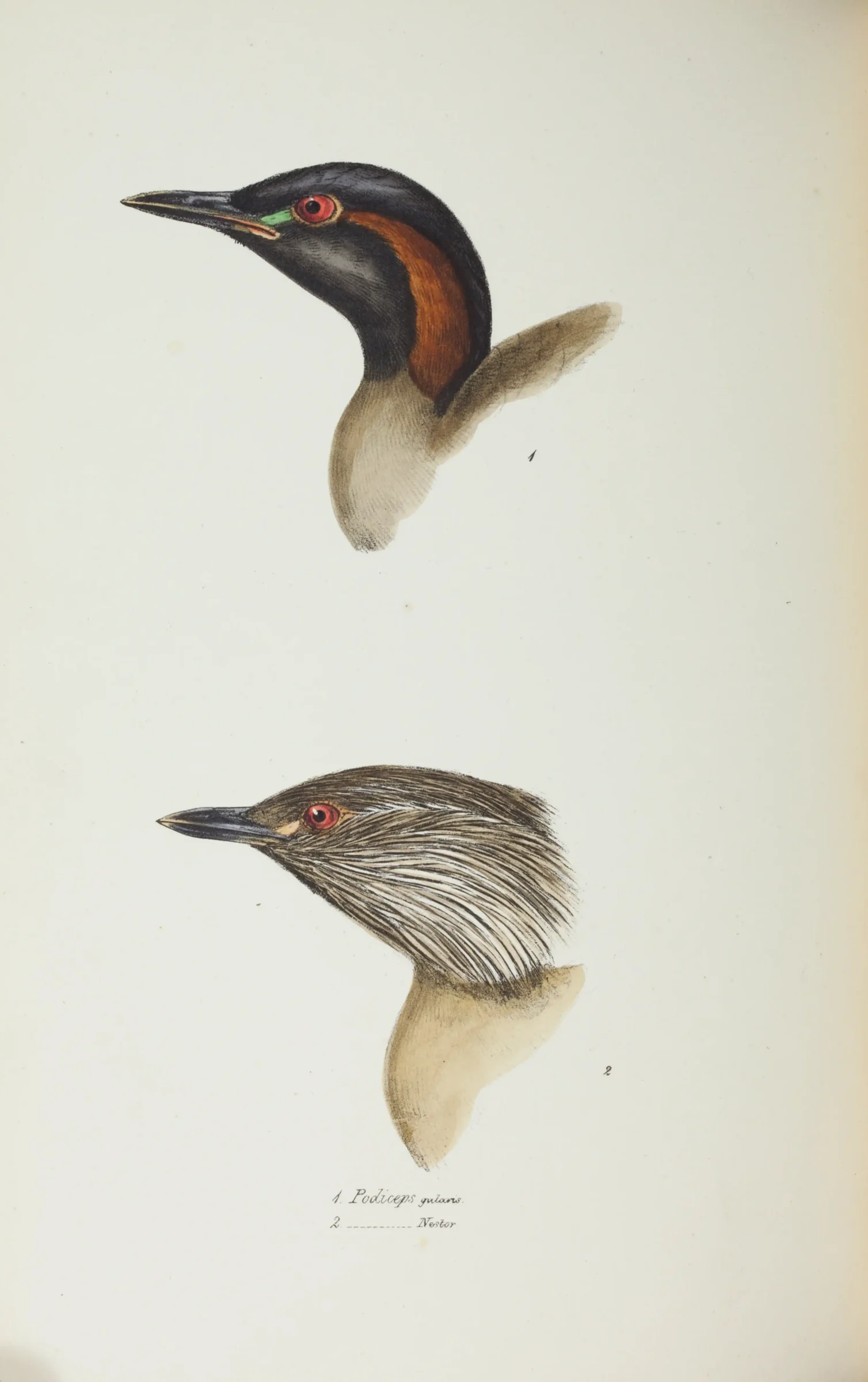 Historical bird plate: Australasian Grebe