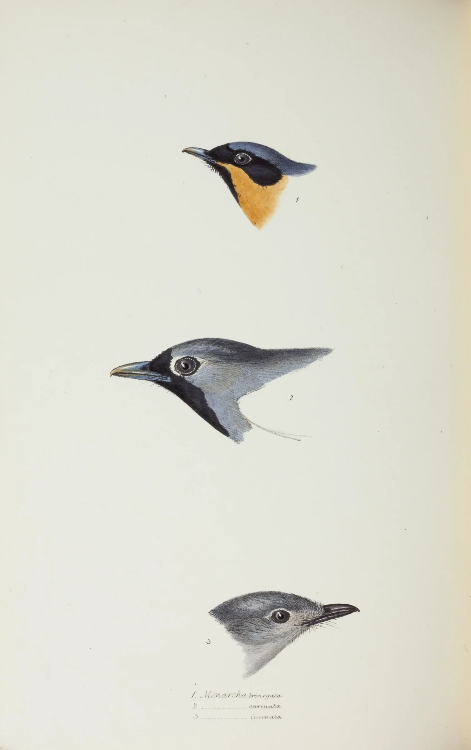 Historical bird plate: Black-faced Monarch