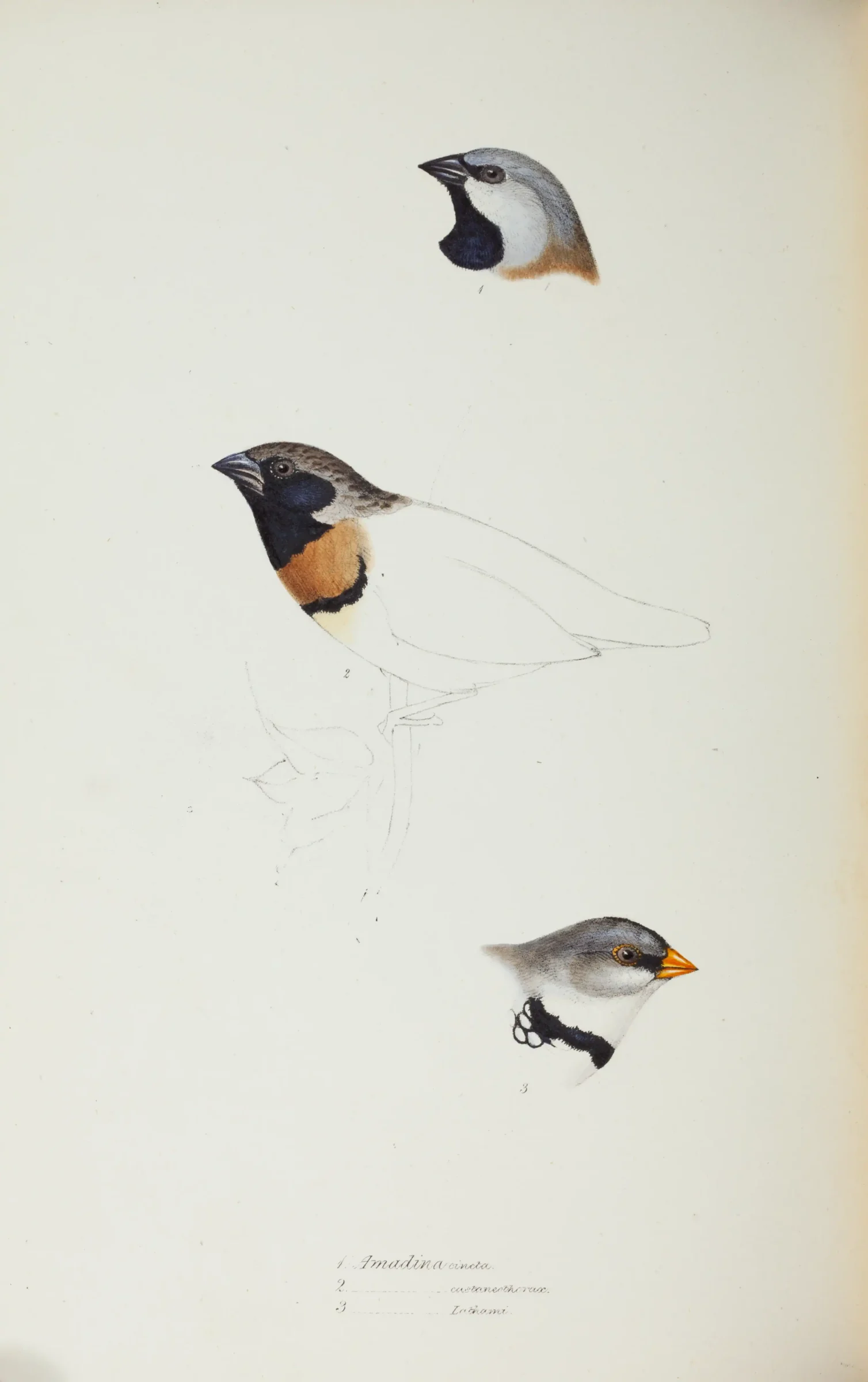 Historical bird plate: Black-throated Finch