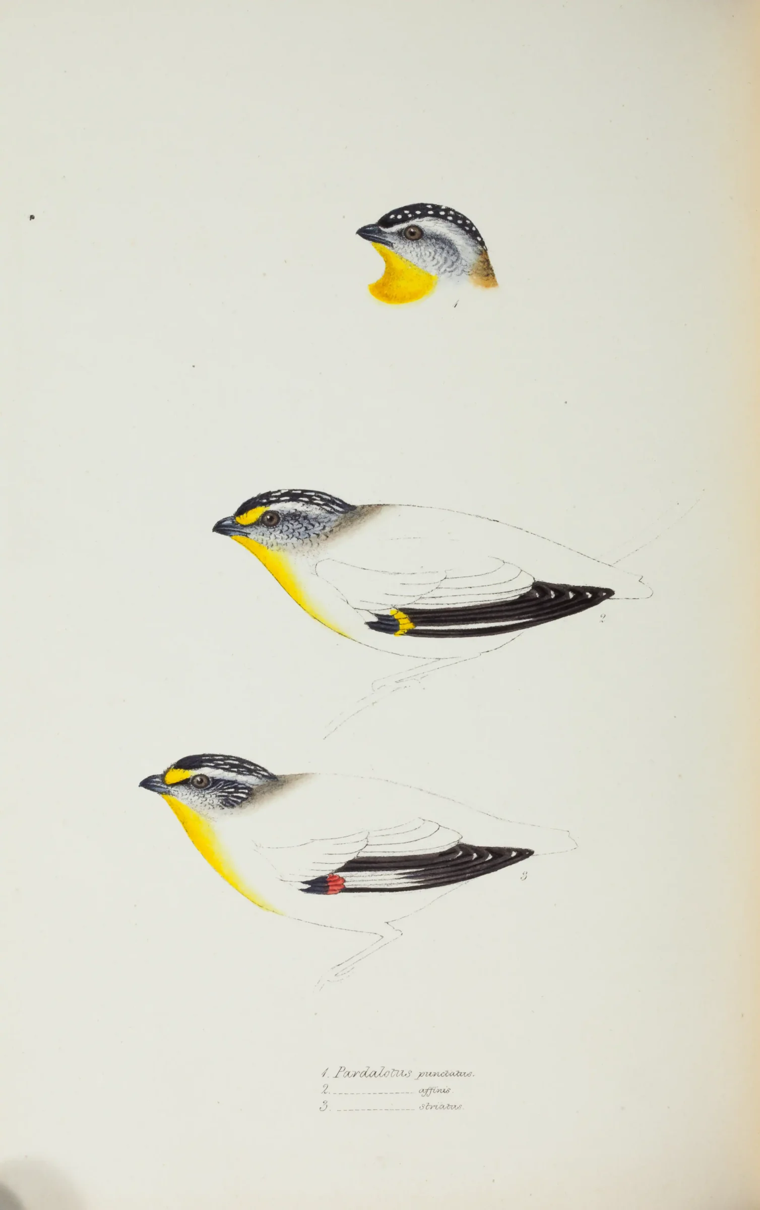 Historical bird plate: Spotted Pardalote