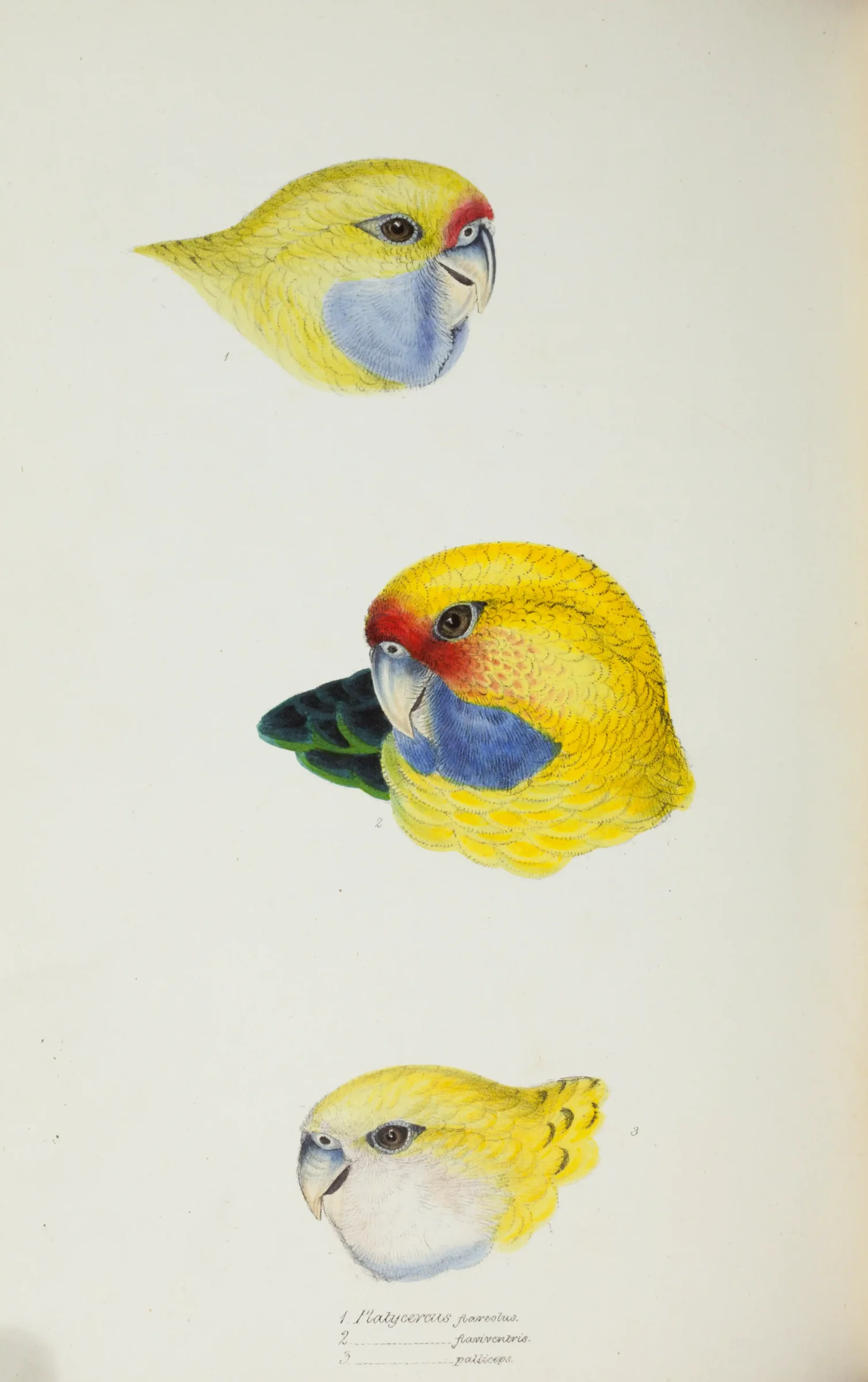 Historical bird plate: Crimson Rosella