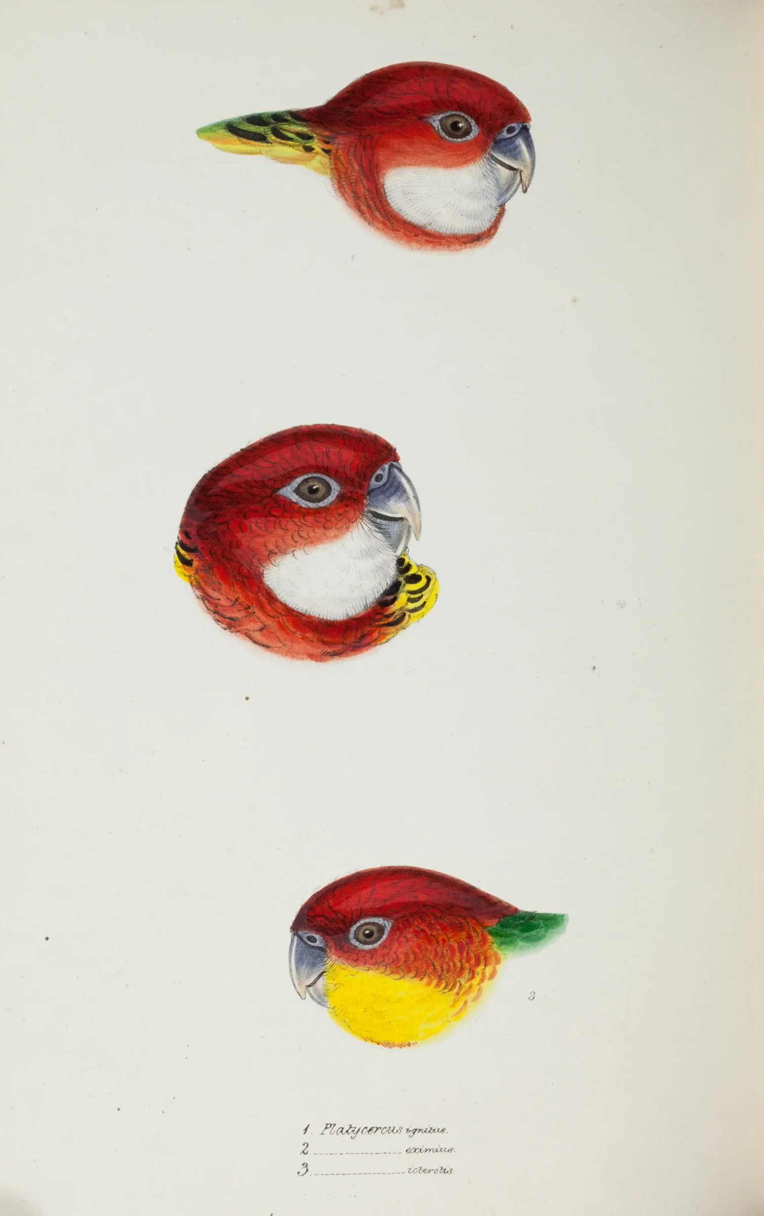 Historical bird plate: Eastern Rosella