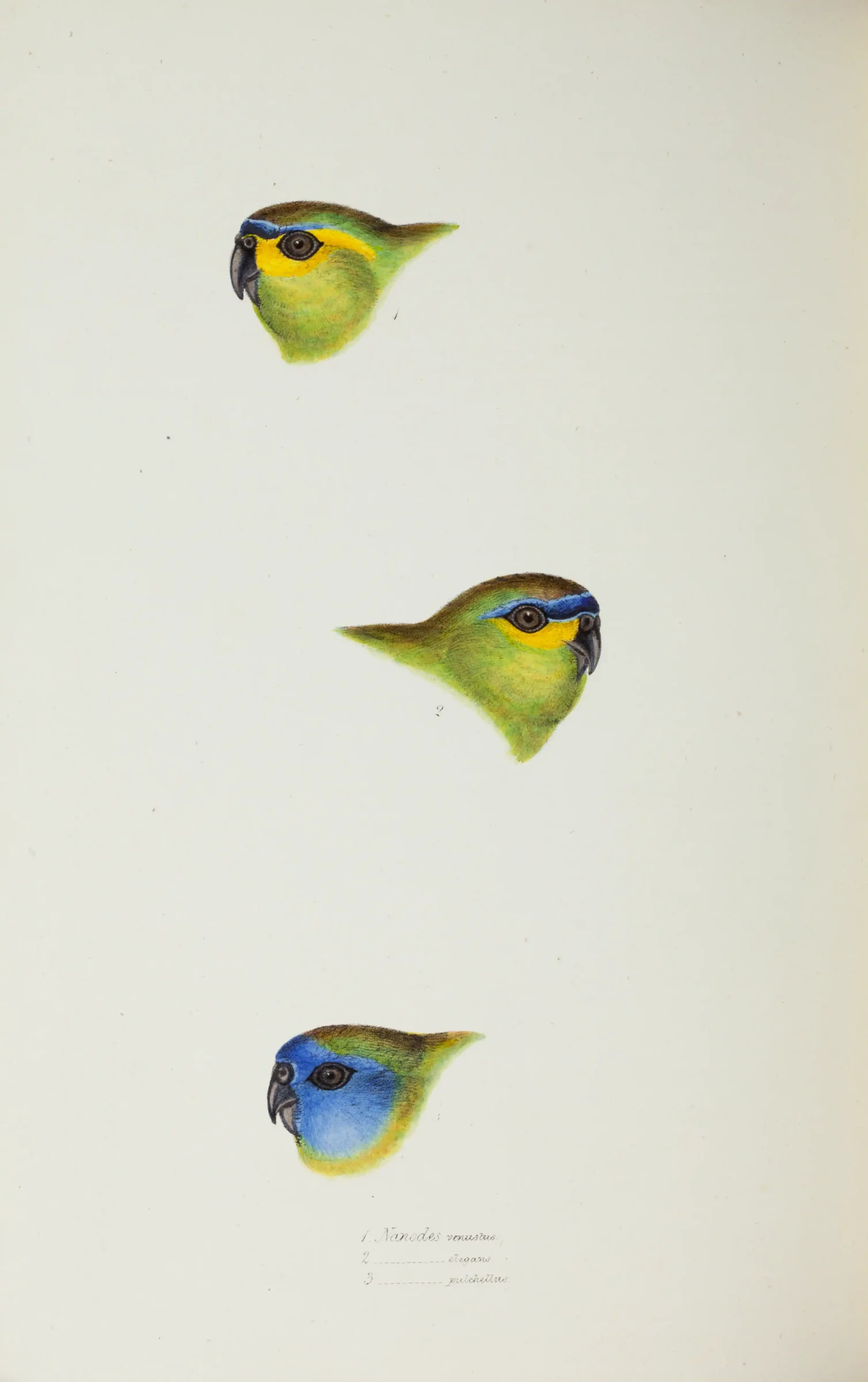 Historical bird plate: Blue-winged Parrot