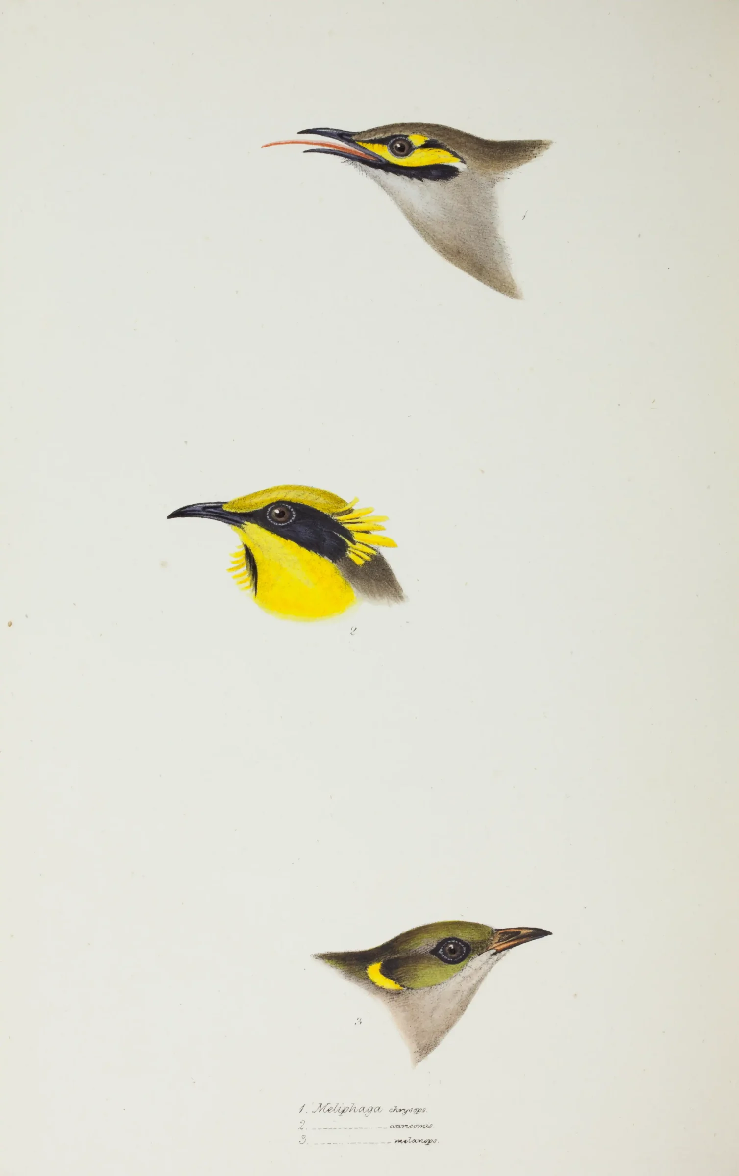 Historical bird plate: Fuscous Honeyeater