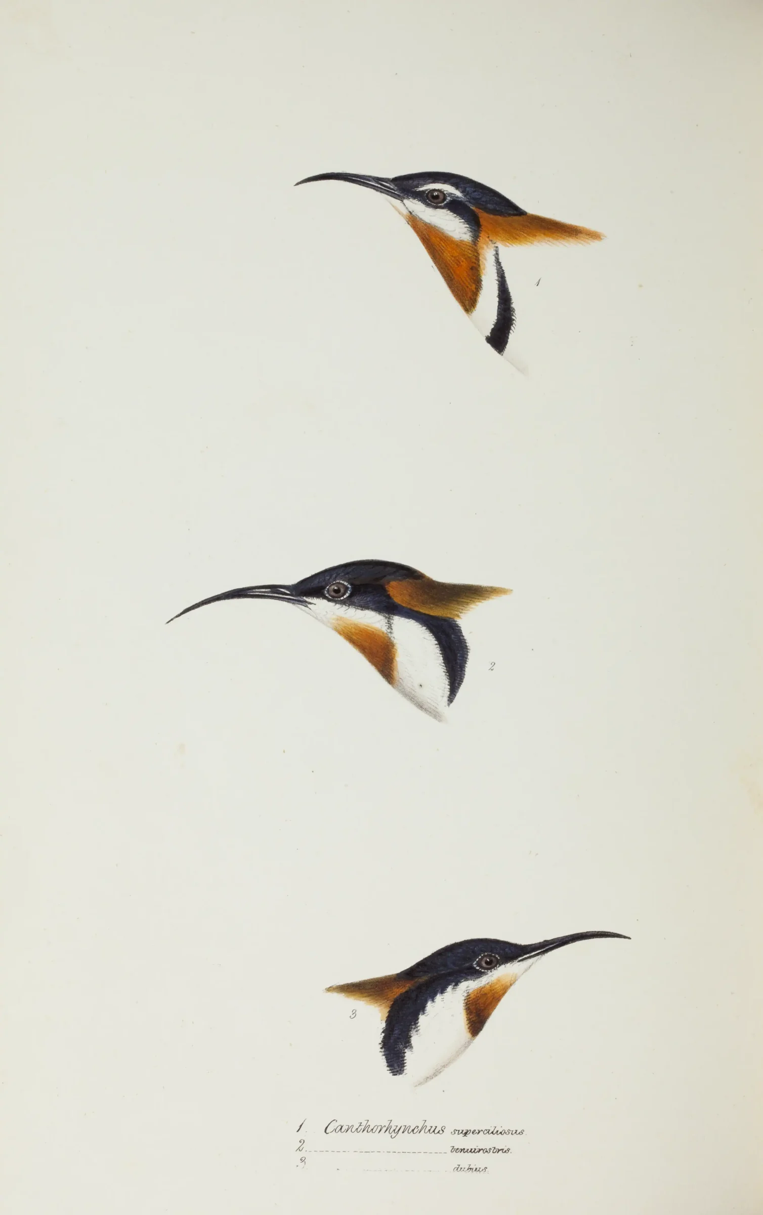 Historical bird plate: Eastern Spinebill