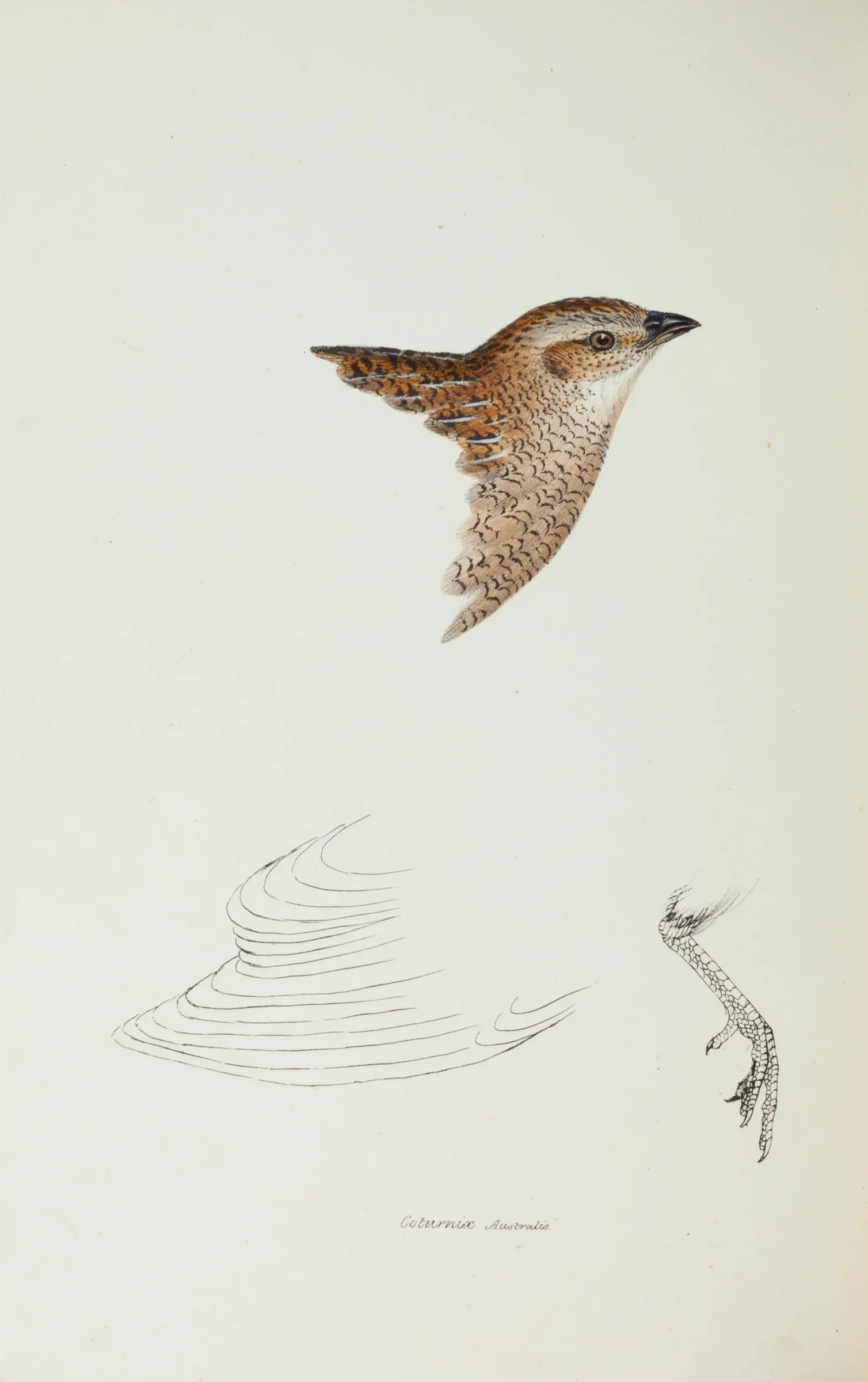 Historical bird plate: Brown Quail