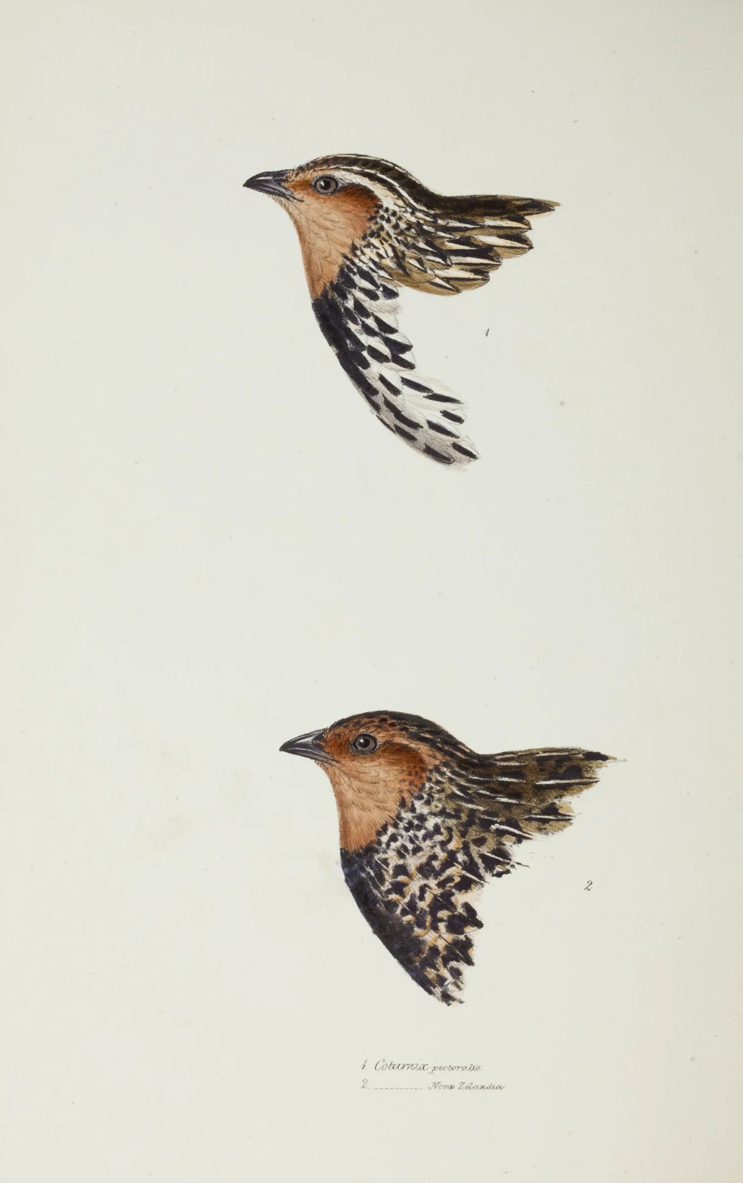 Historical bird plate: New Zealand Quail
