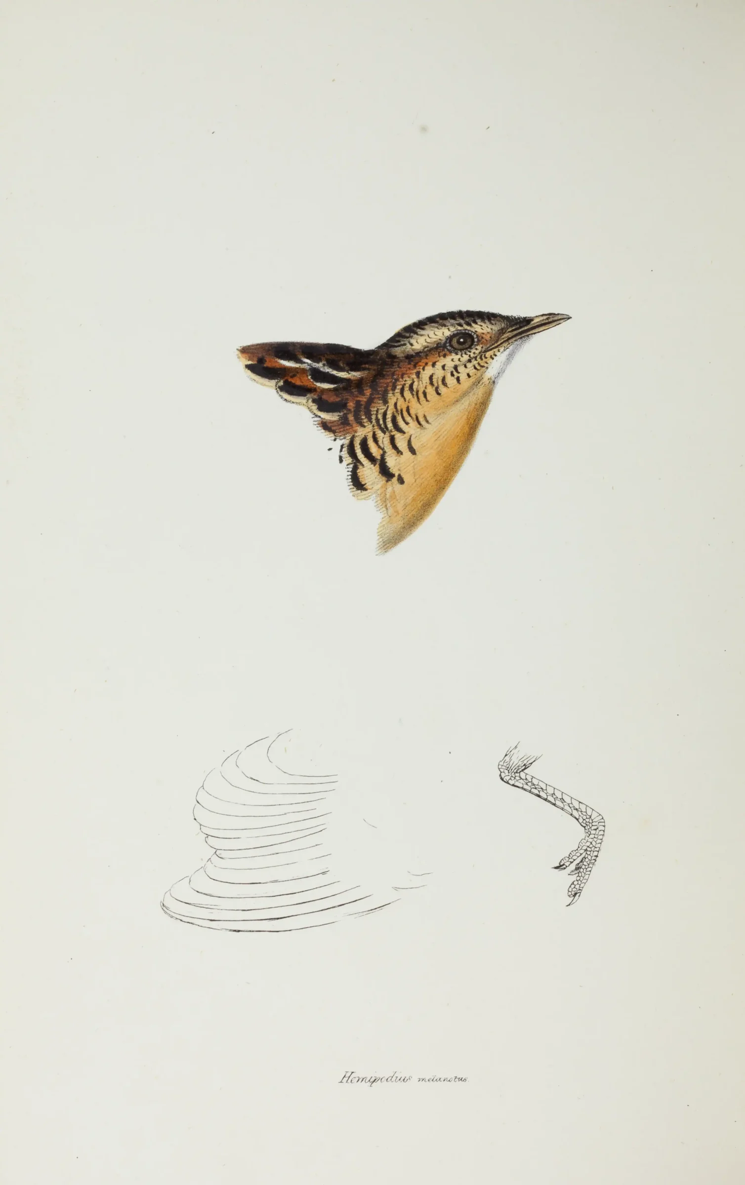 Historical bird plate: Red-backed Buttonquail
