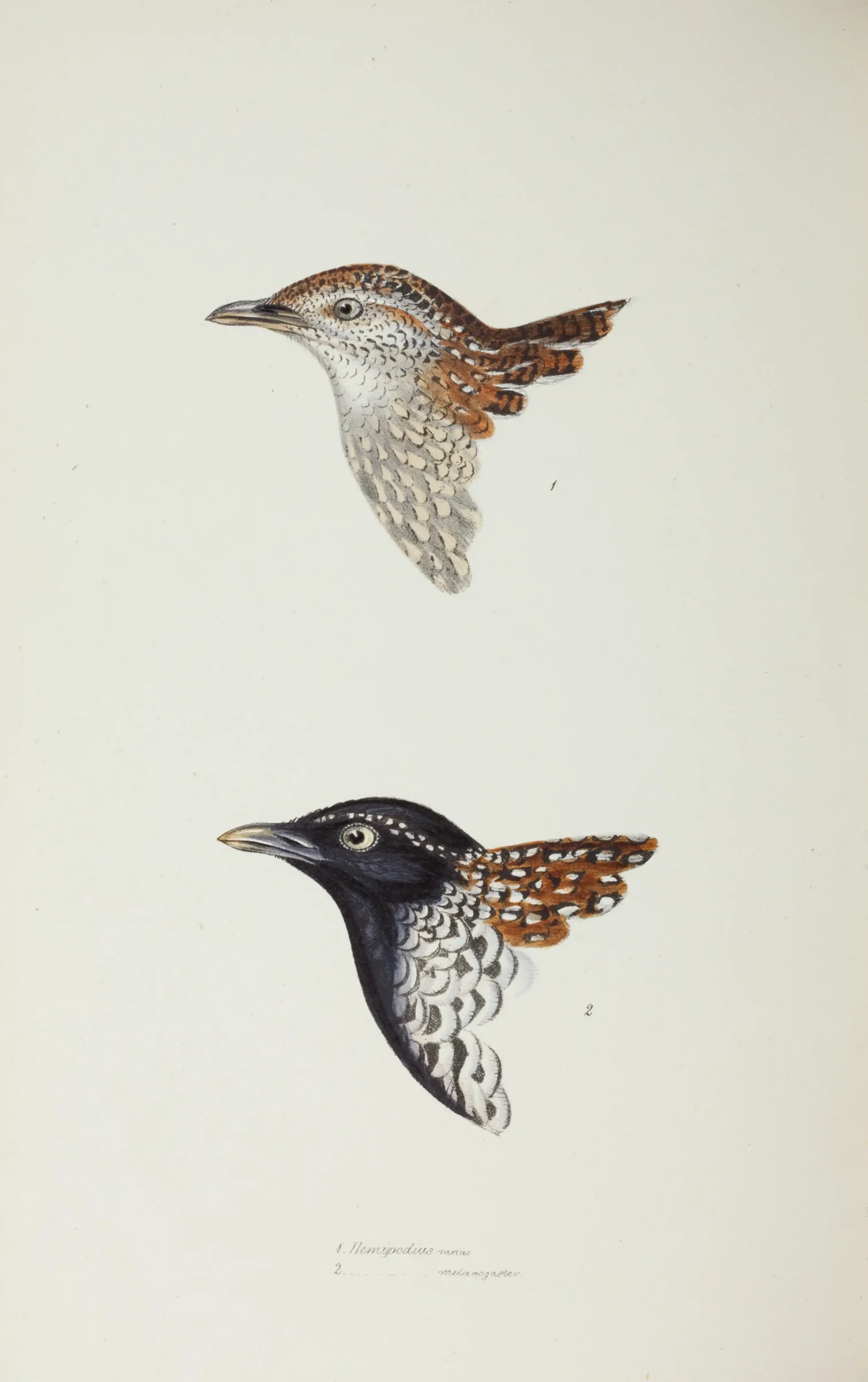 Historical bird plate: Black-breasted Buttonquail
