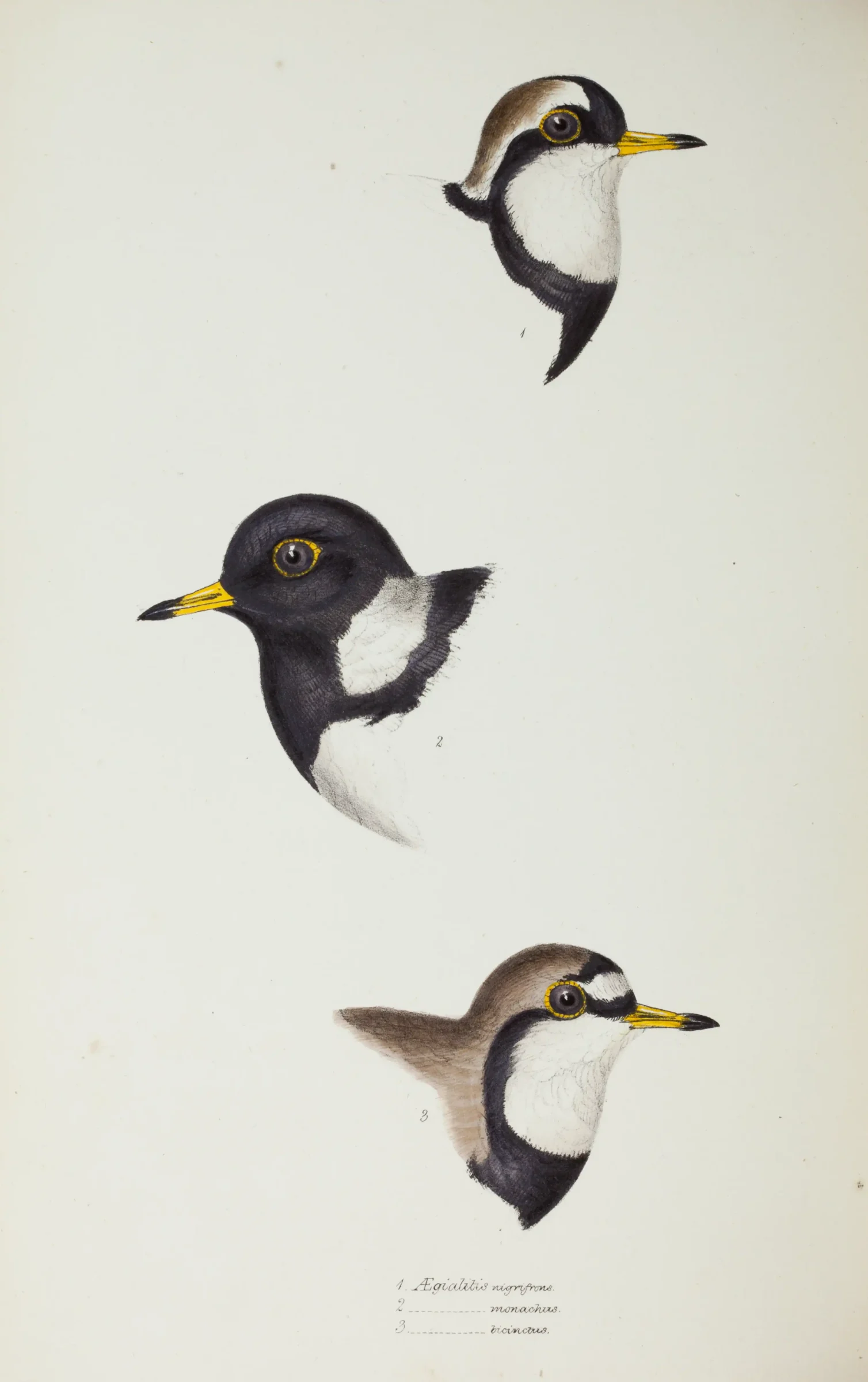 Historical bird plate: Black-fronted Dotterel