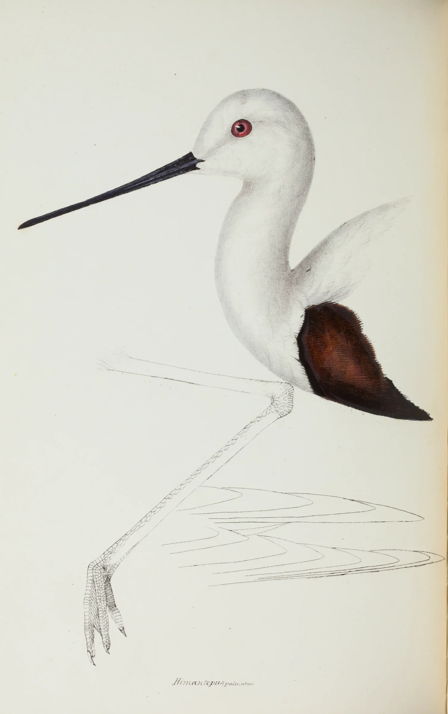 Historical bird plate: Banded Stilt